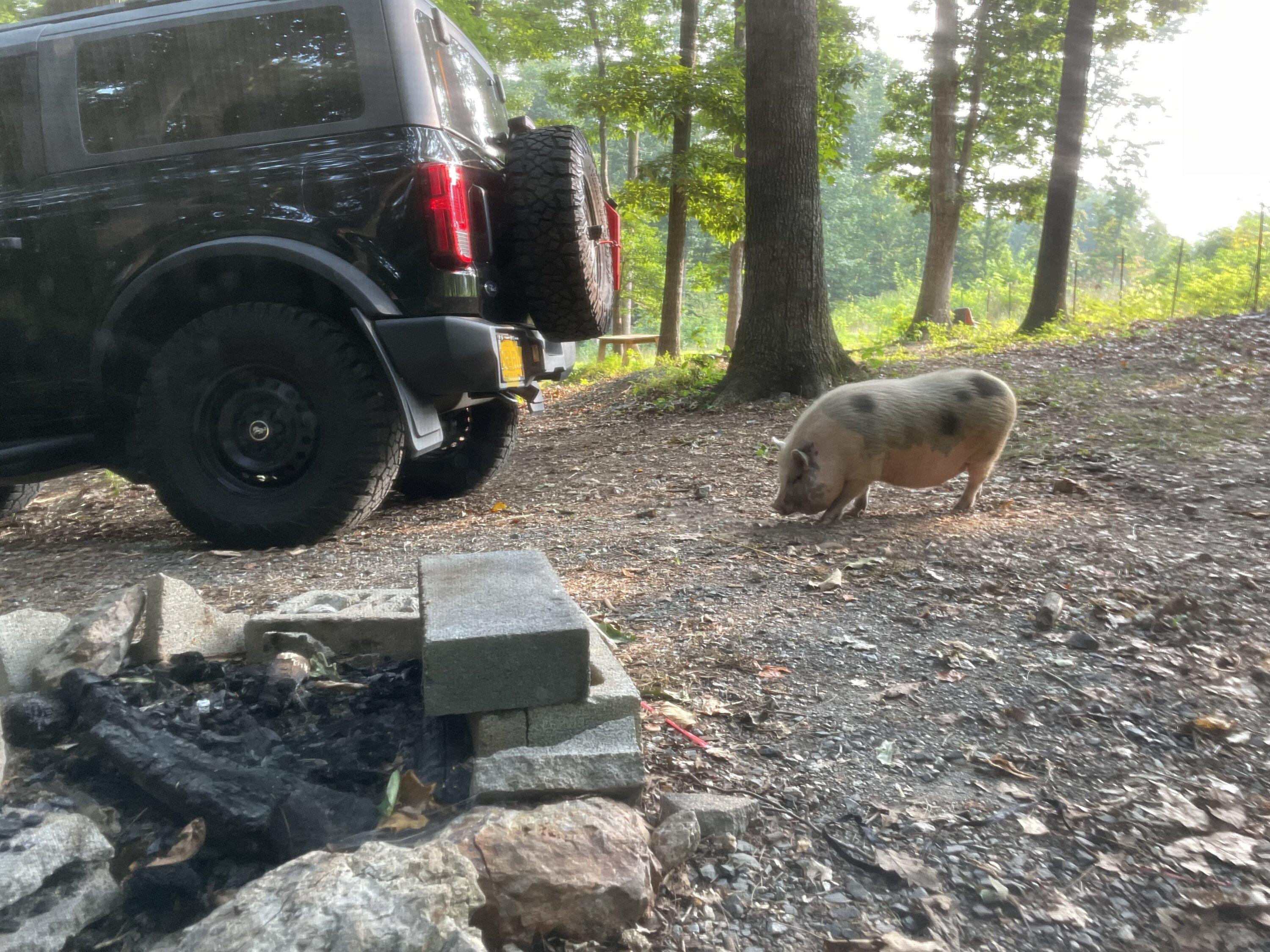 Pig Pic 1.jpg