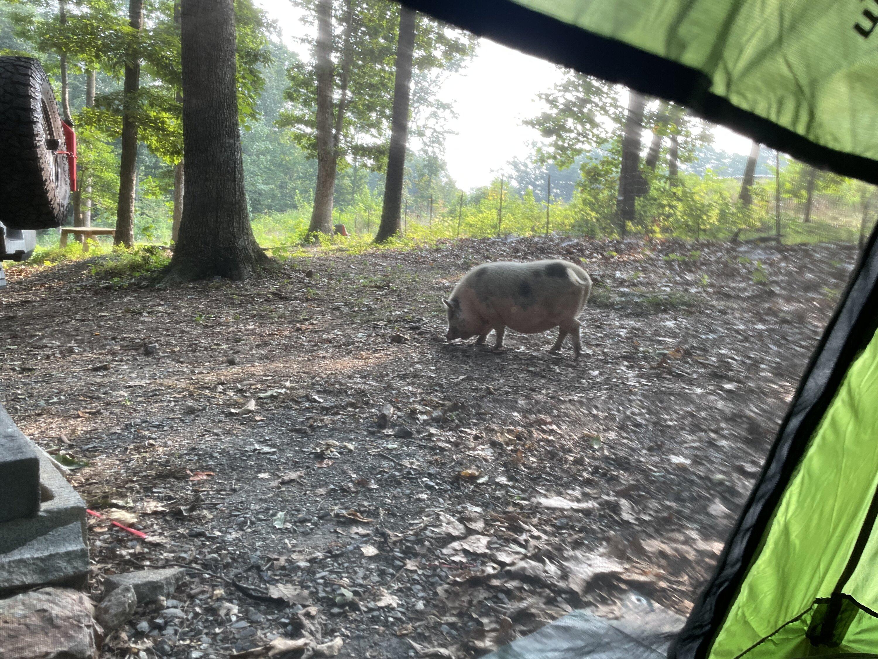 Pig Pic 2.jpg
