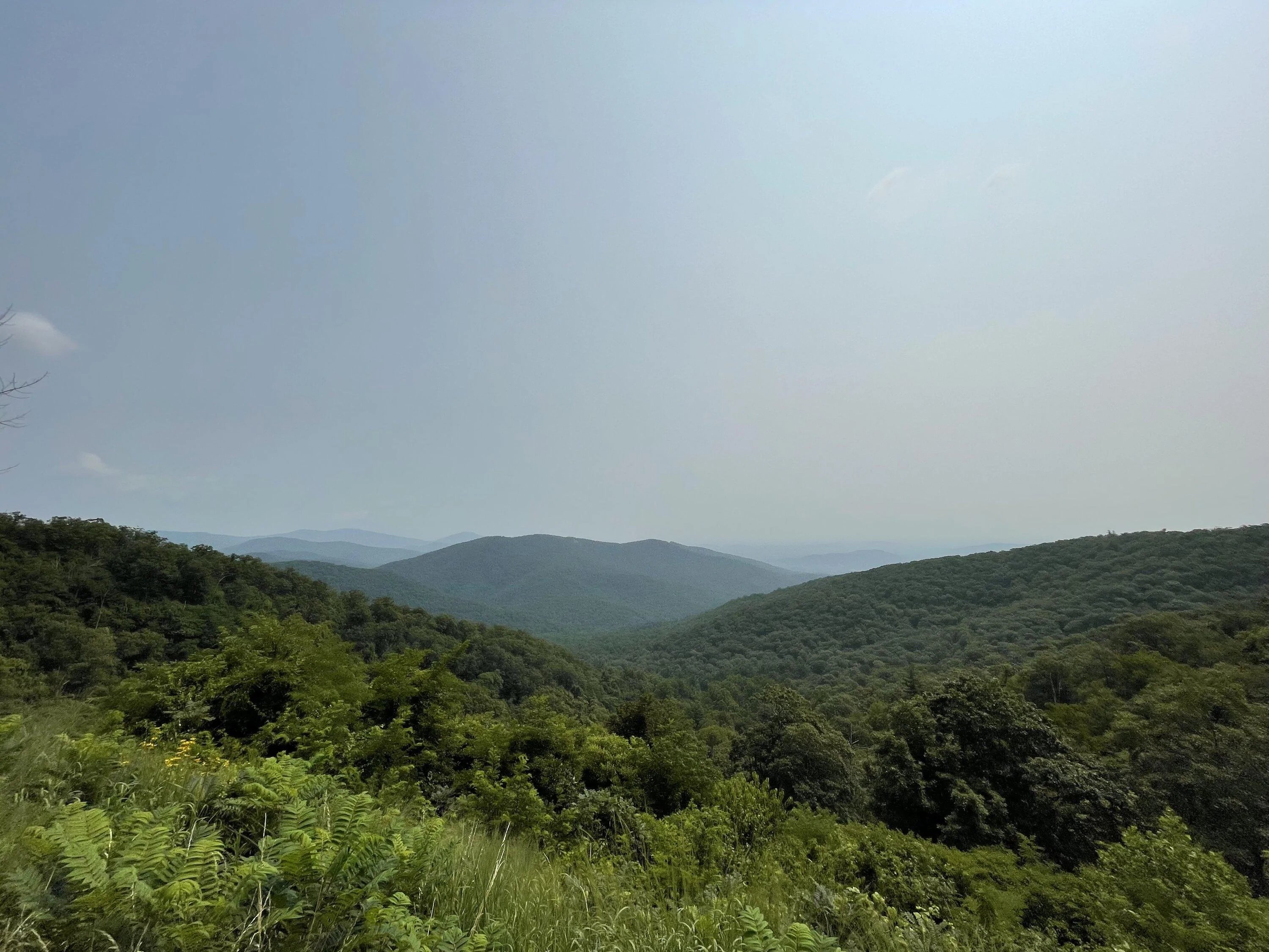 Mountains and Grass.webp
