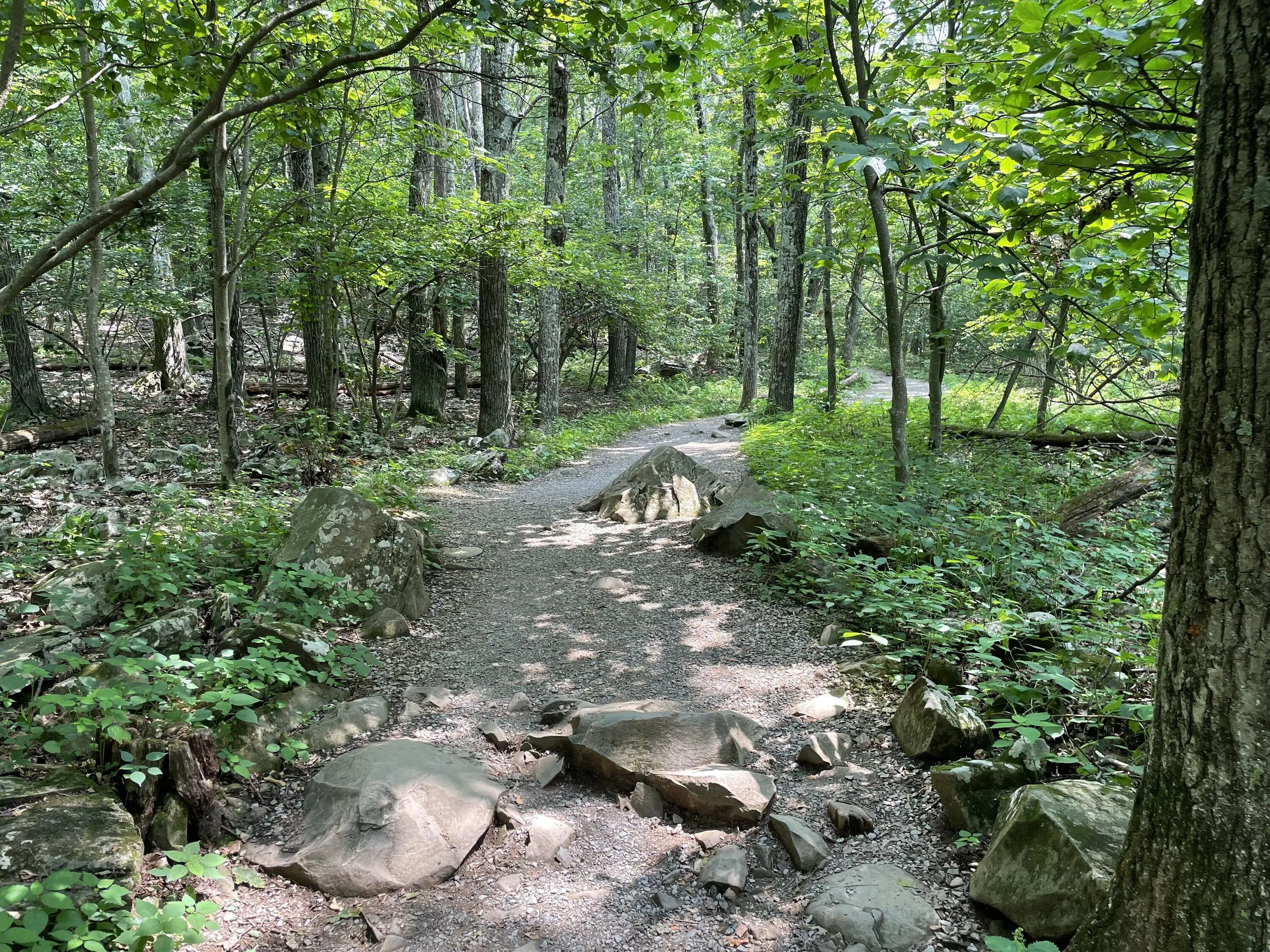 Trail Path.webp