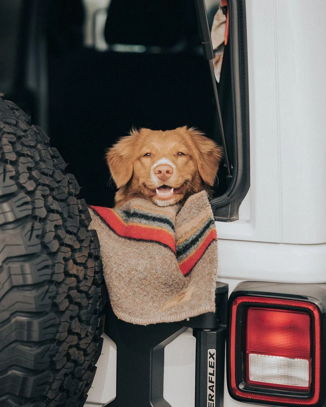 Ford Bronco DOG! DOG! DOG! 352705470_3067219076914337_3455219505885797837_n