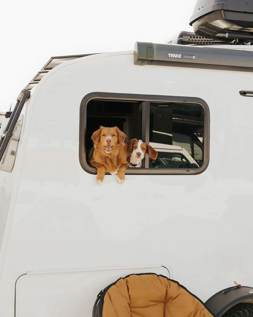 Ford Bronco DOG! DOG! DOG! 352522766_269080482345079_2153405259108026063_n