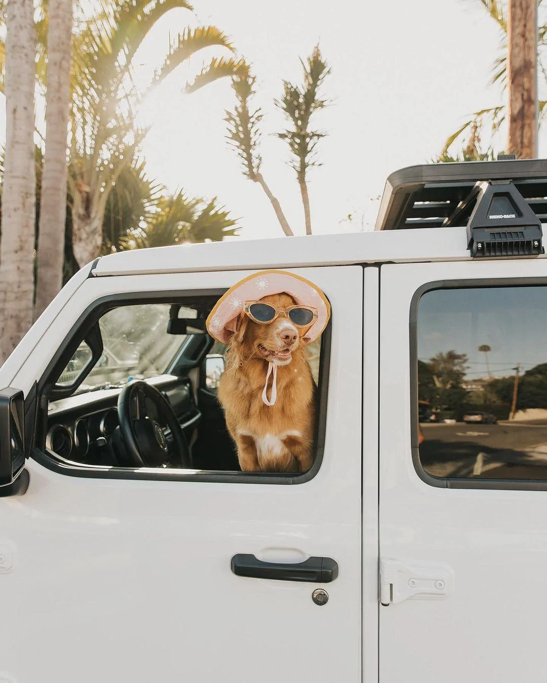 Ford Bronco DOG! DOG! DOG! 352233367_634251128729686_6691382098292442852_n