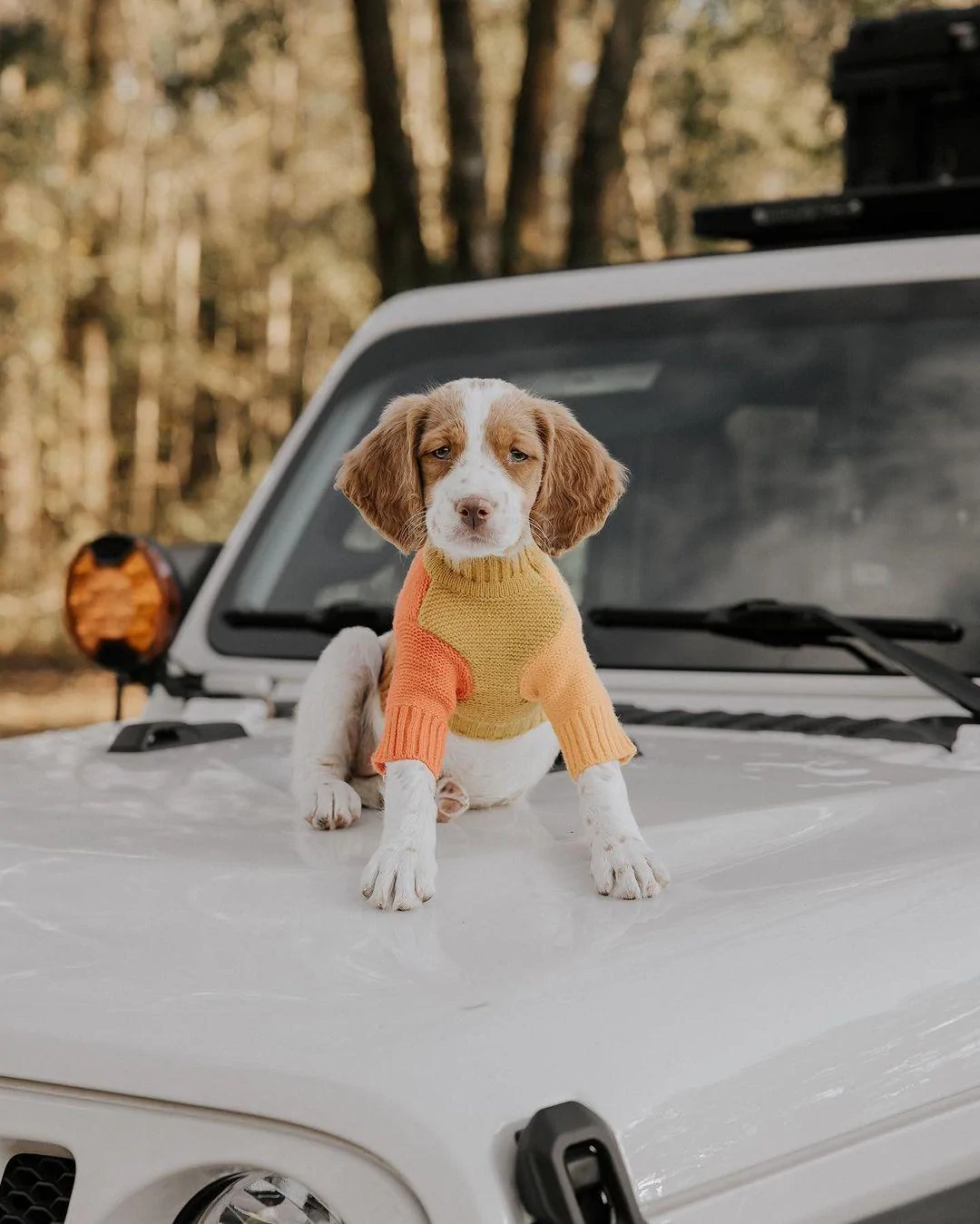 Ford Bronco DOG! DOG! DOG! 352276842_1270492960521910_7268716347694504135_n