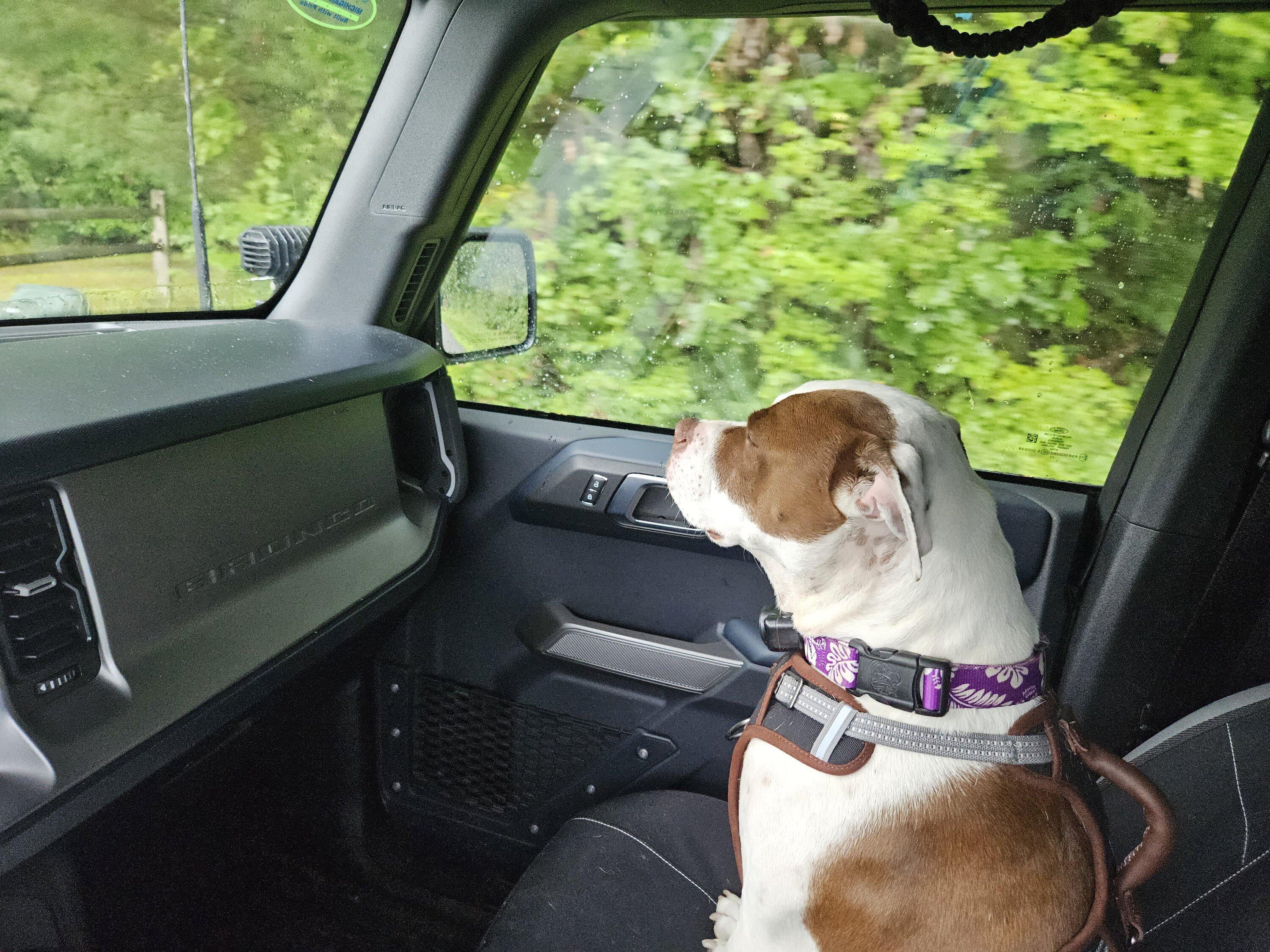 Ford Bronco DOG! DOG! DOG! 20230825_124842