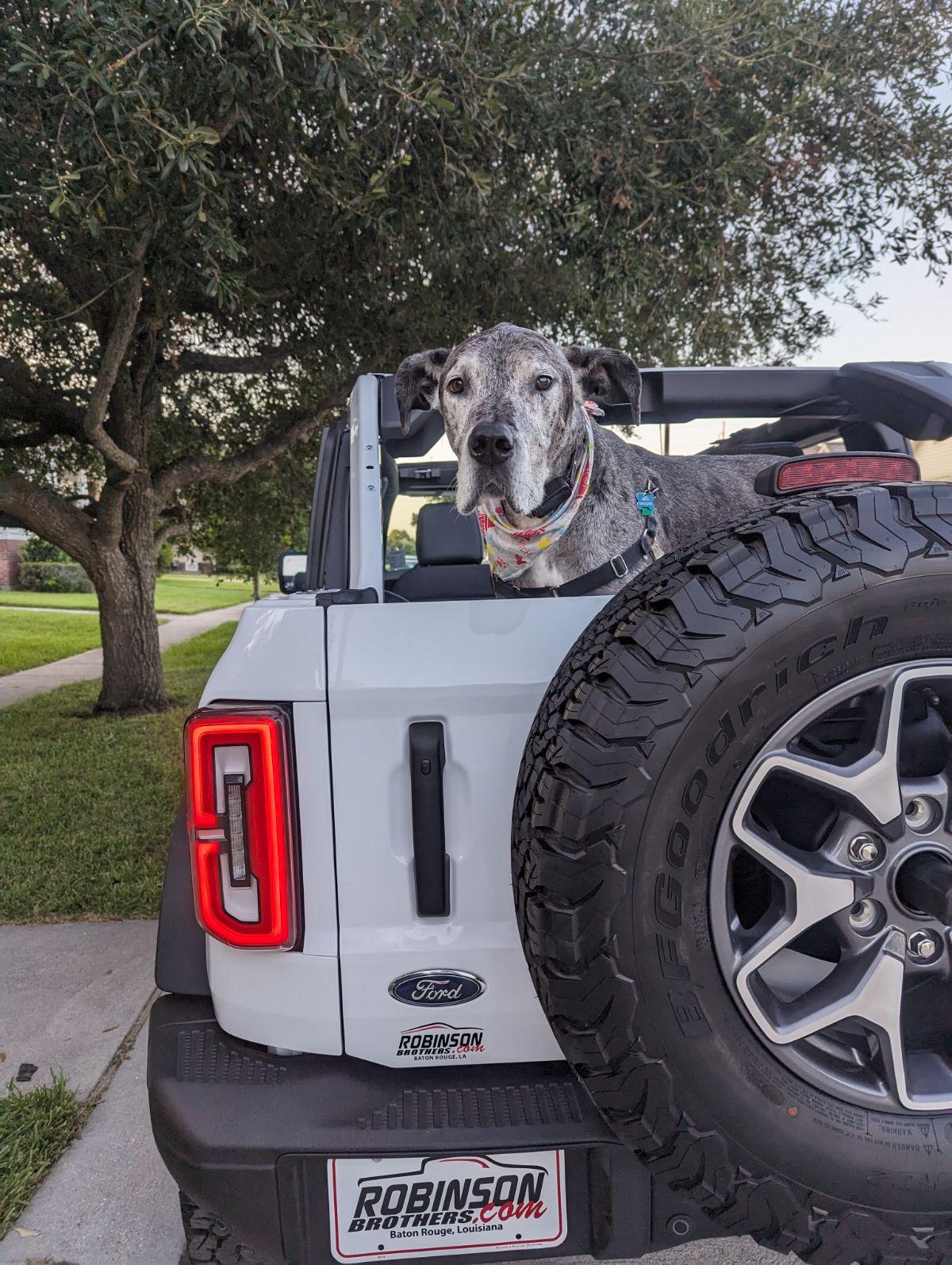 Ford Bronco DOG! DOG! DOG! IMG_20230812_204438