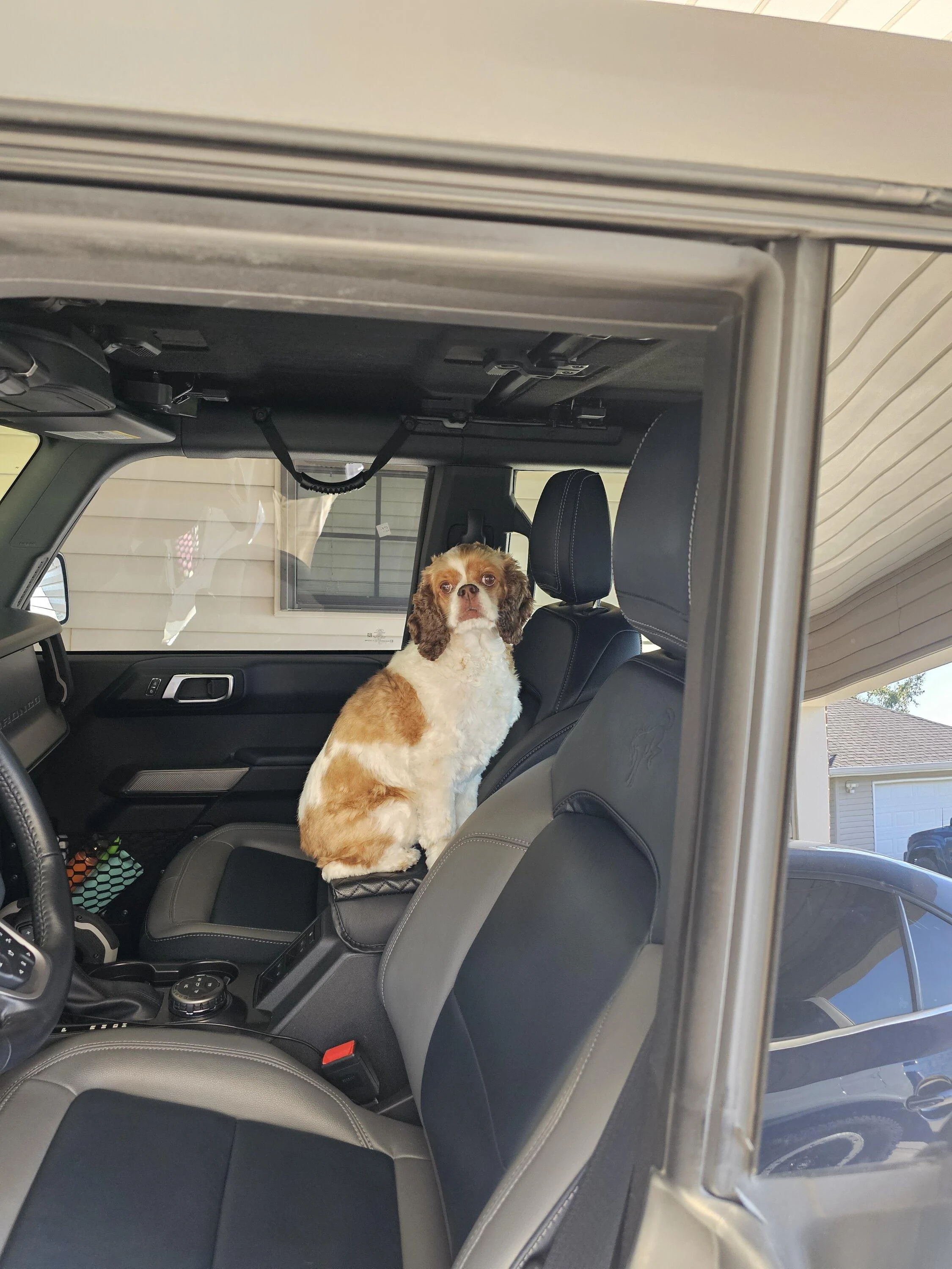 Ford Bronco Love Dogs 20230929_090600