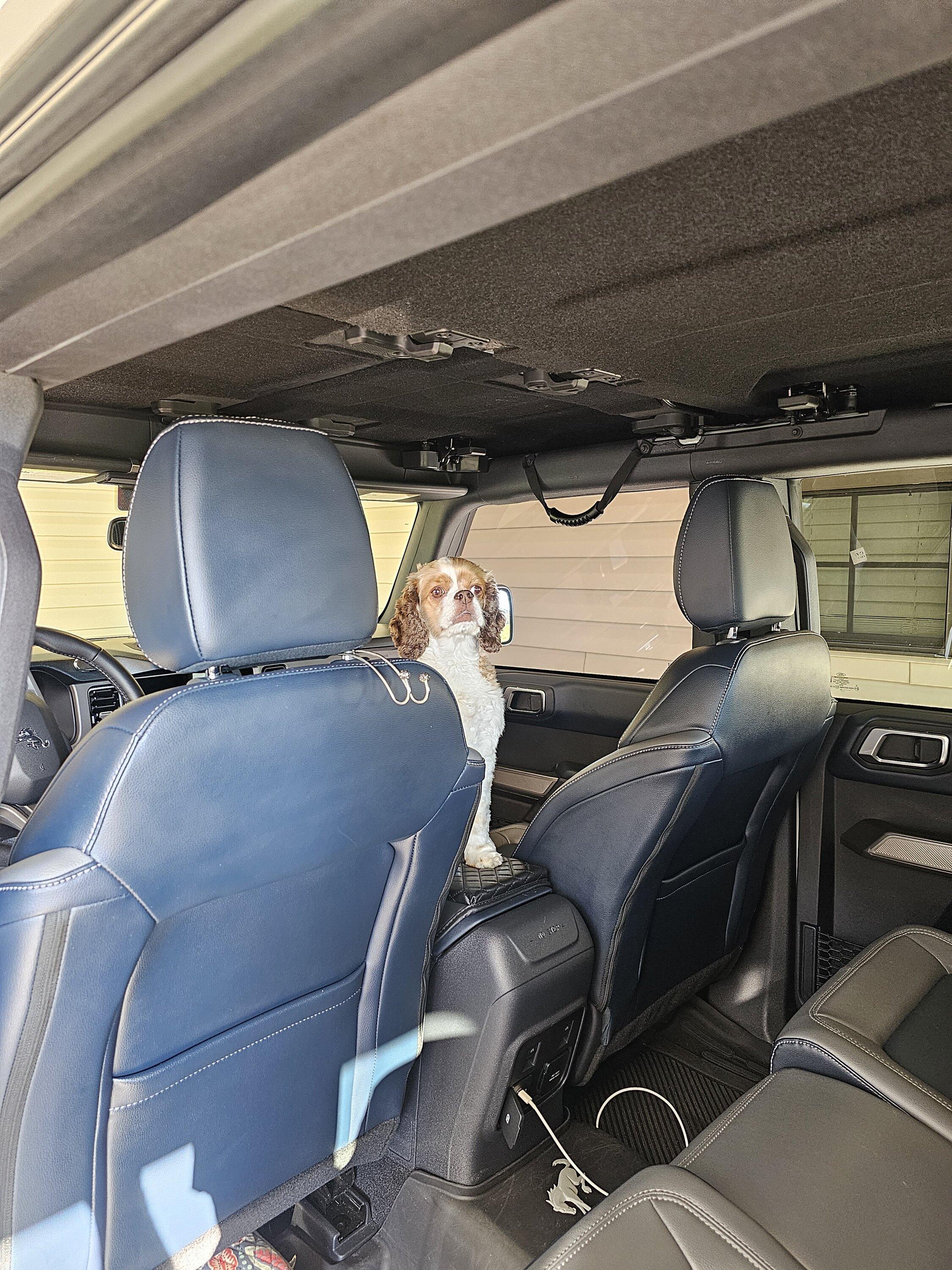 Ford Bronco Love Dogs 20230929_090619