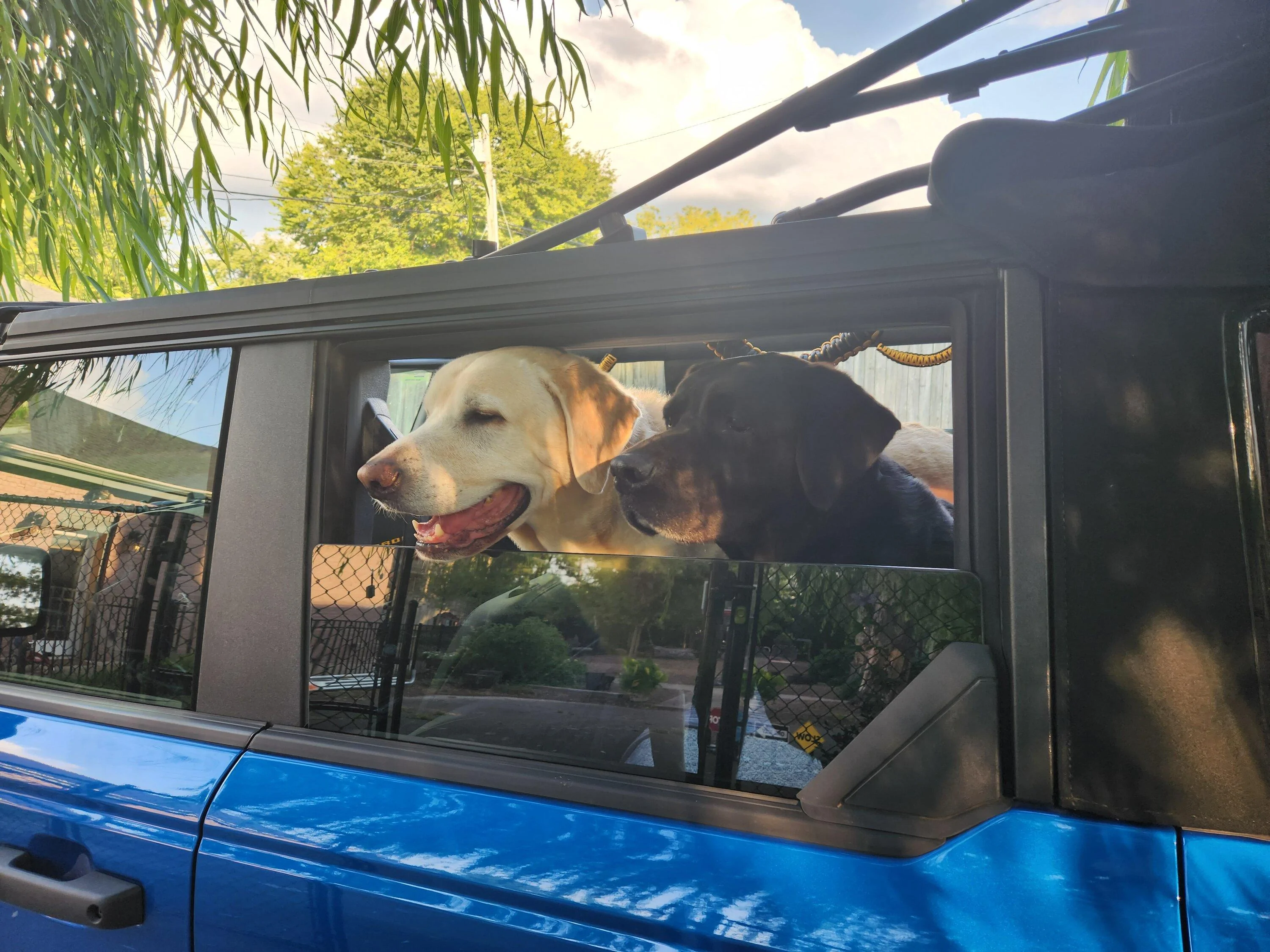 Ford Bronco Love Dogs L&B in truck
