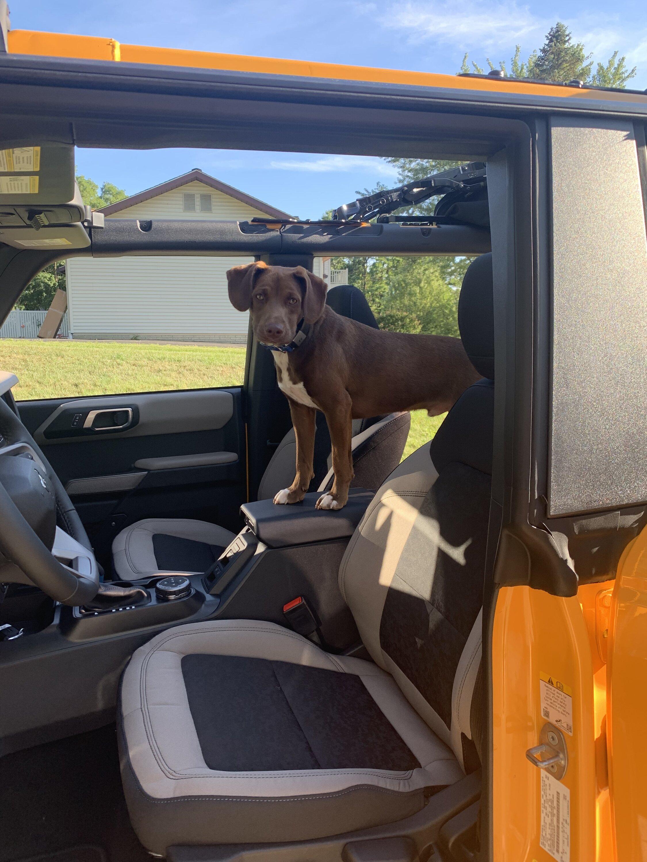 Ford Bronco Love Dogs IMG_1277