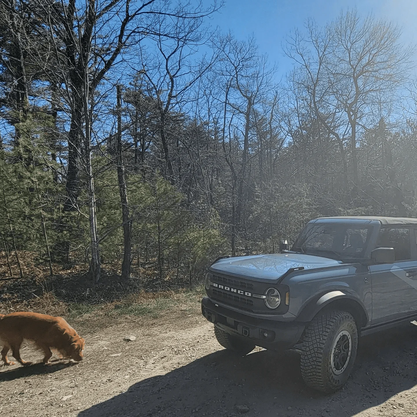 Ford Bronco DOG! DOG! DOG! 1696418136536
