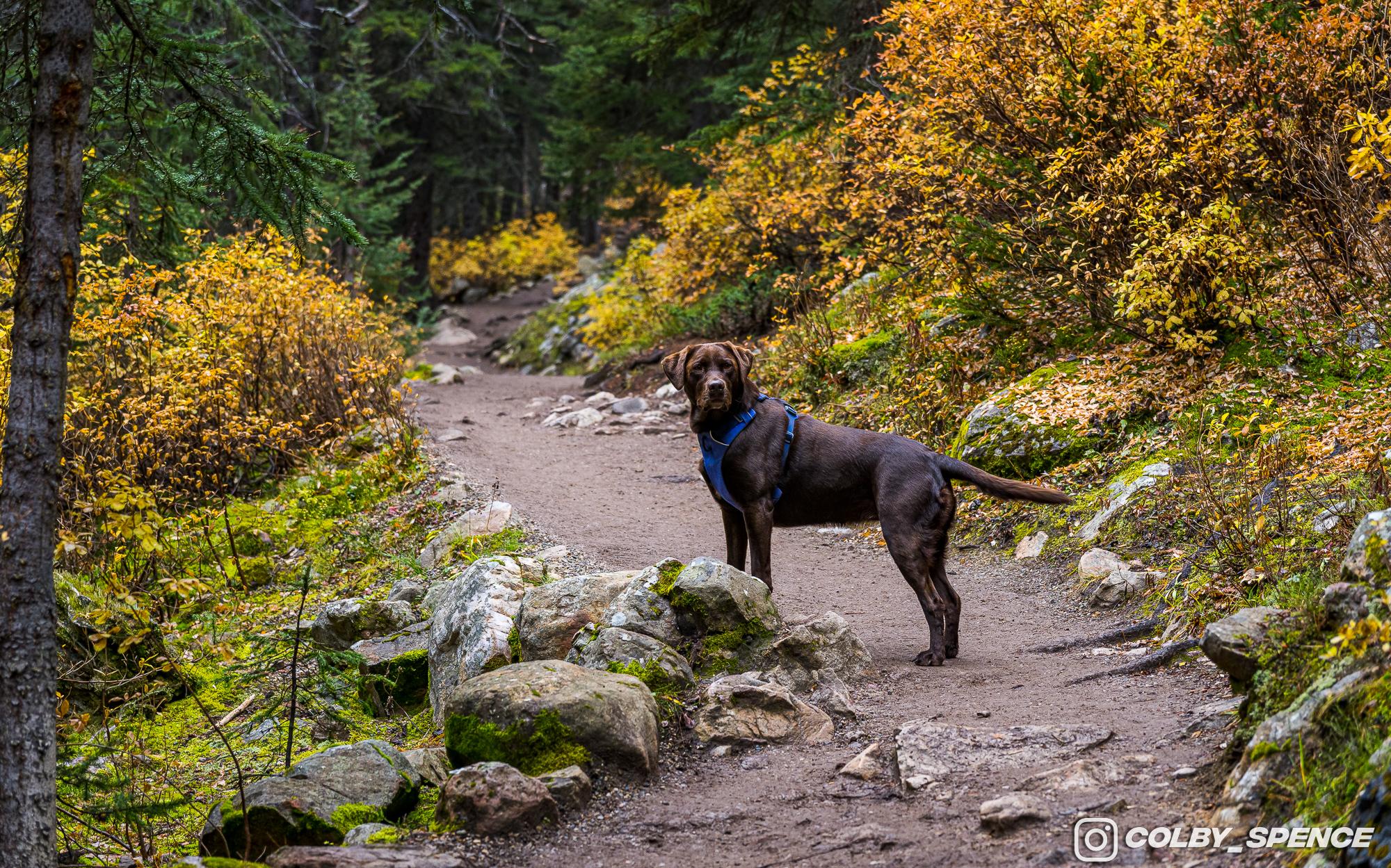 Ford Bronco Pup and Peaks September 25, 2023_4367