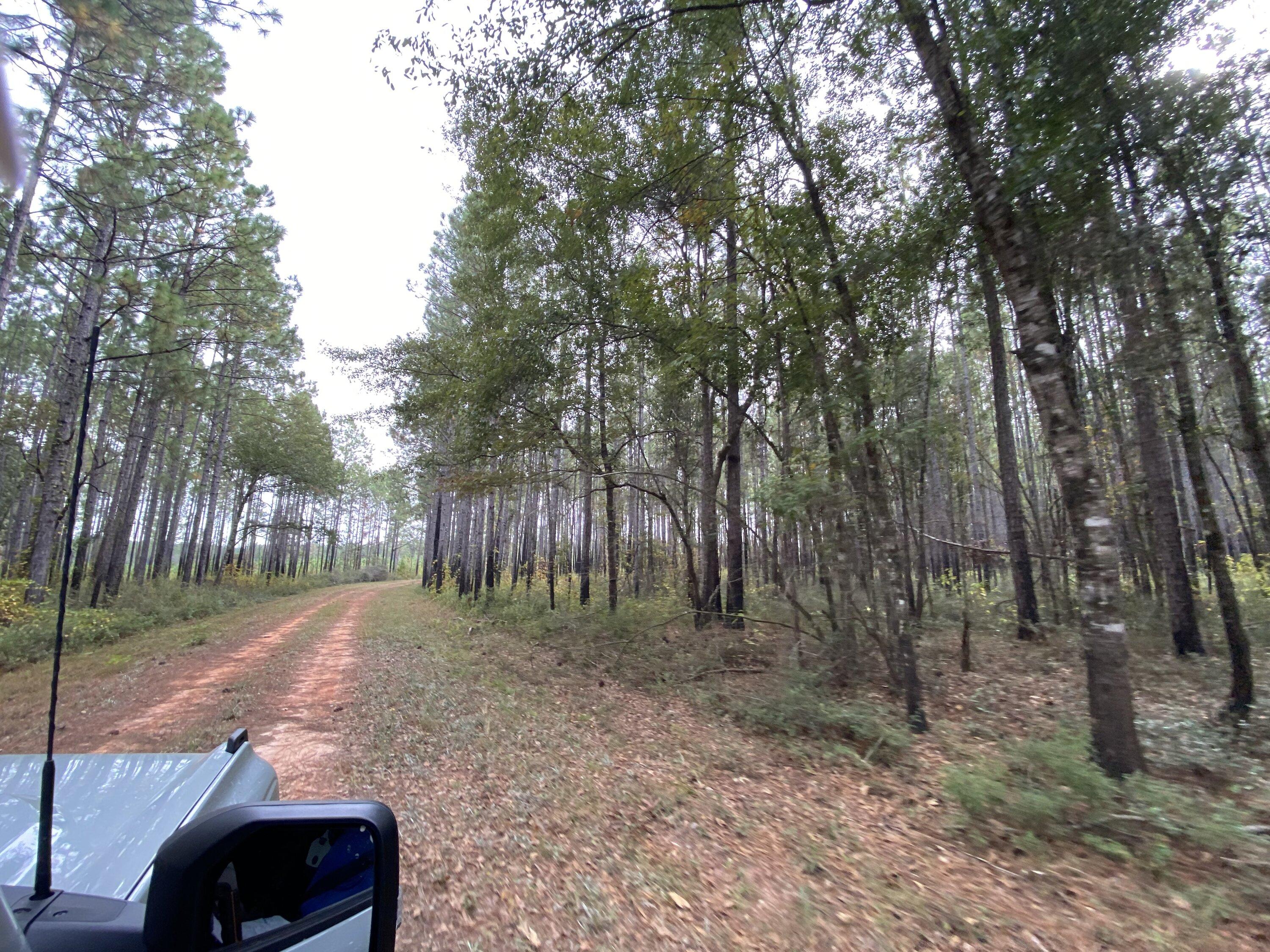 Ford Bronco Fall Forest Drive Through Conecuh National Forest IMG_6984