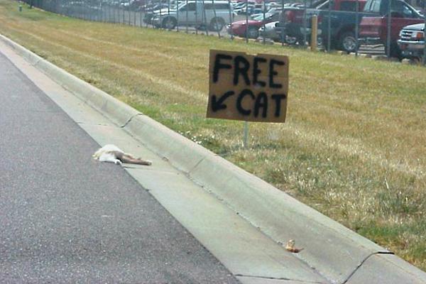 Ford Bronco Chock Recommendations free cat