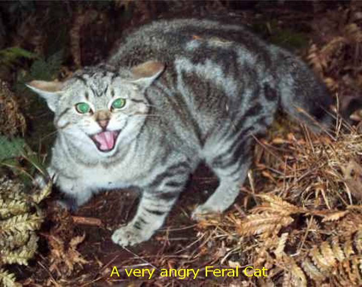 Ford Bronco HVAC intake, mouse proof? Feral+Cats