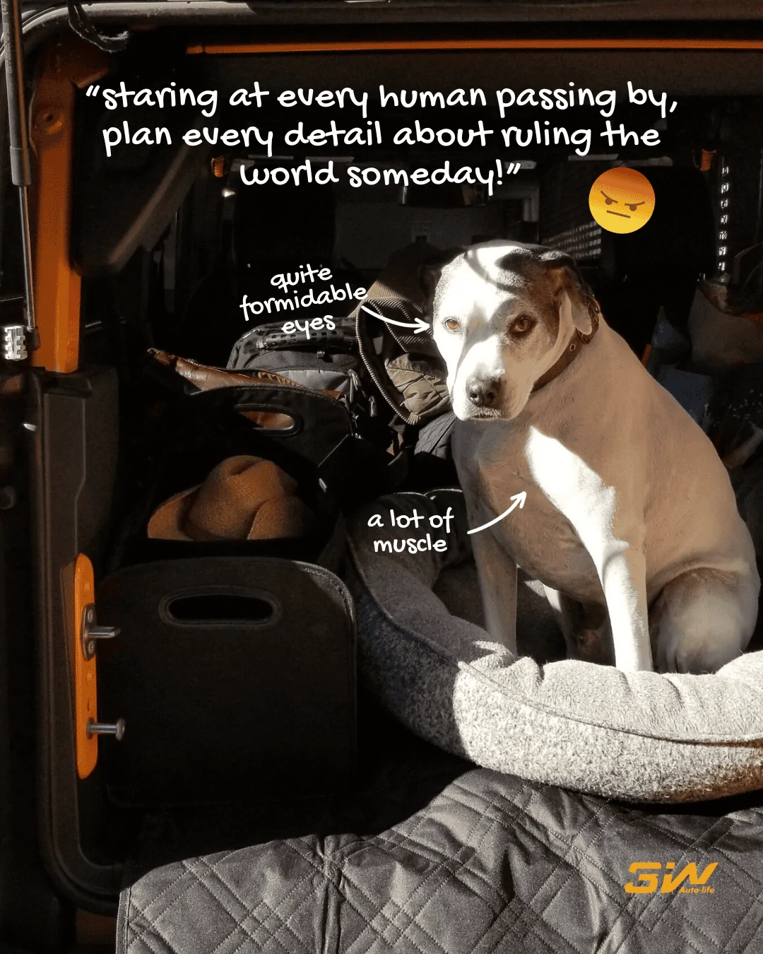 Ford Bronco Travel With Dogs 2