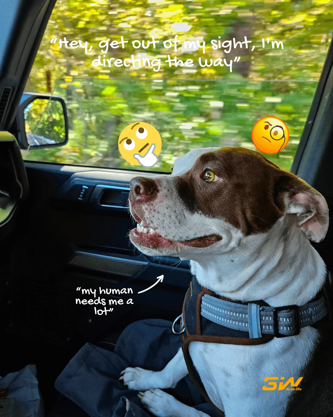 Ford Bronco Love Dogs! 1702375640549