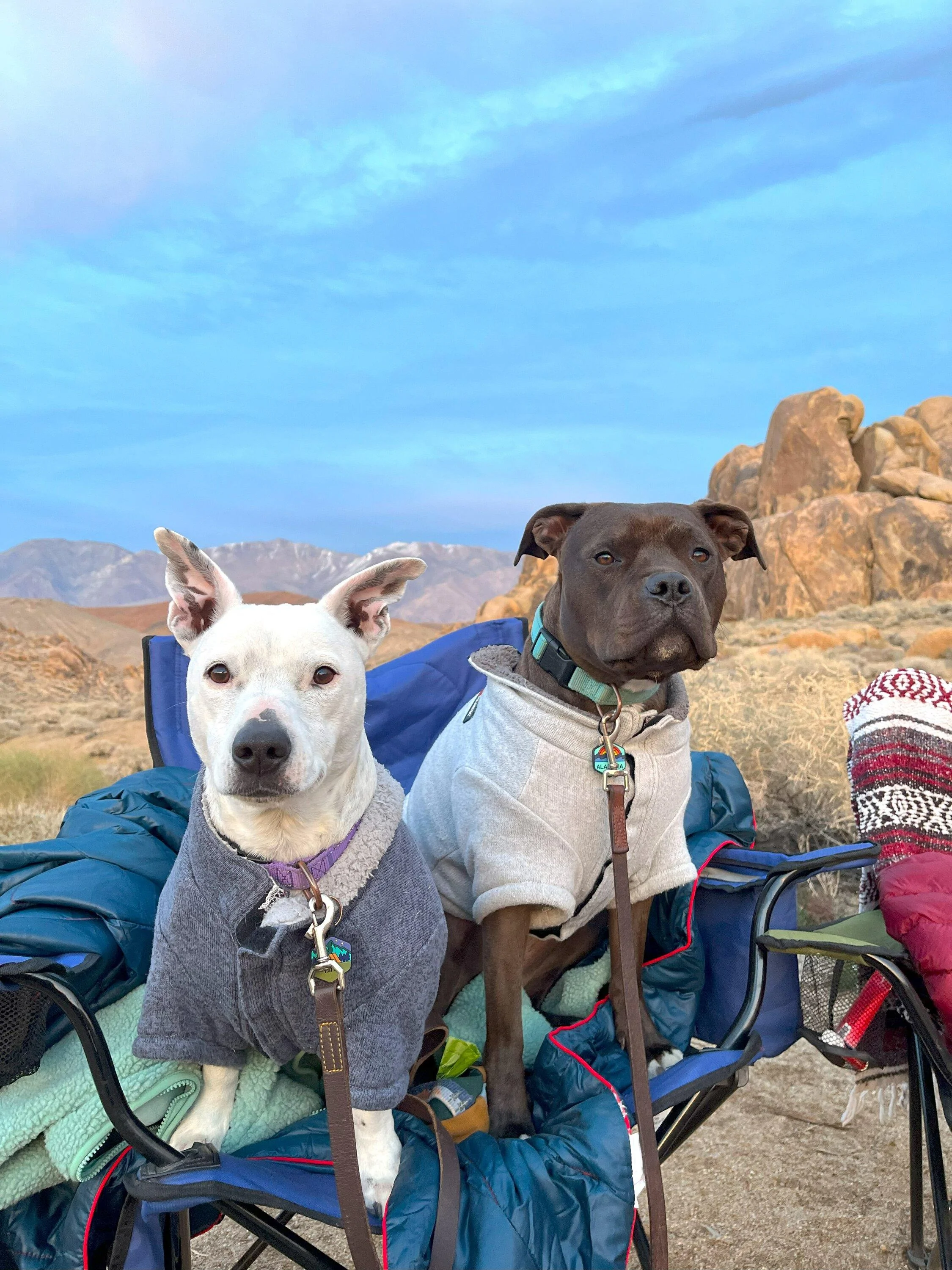 Ford Bronco Finding an EPIC campsite and sleeping in the back of the Bronco - Alabama Hills [pics and video] 1-dogs