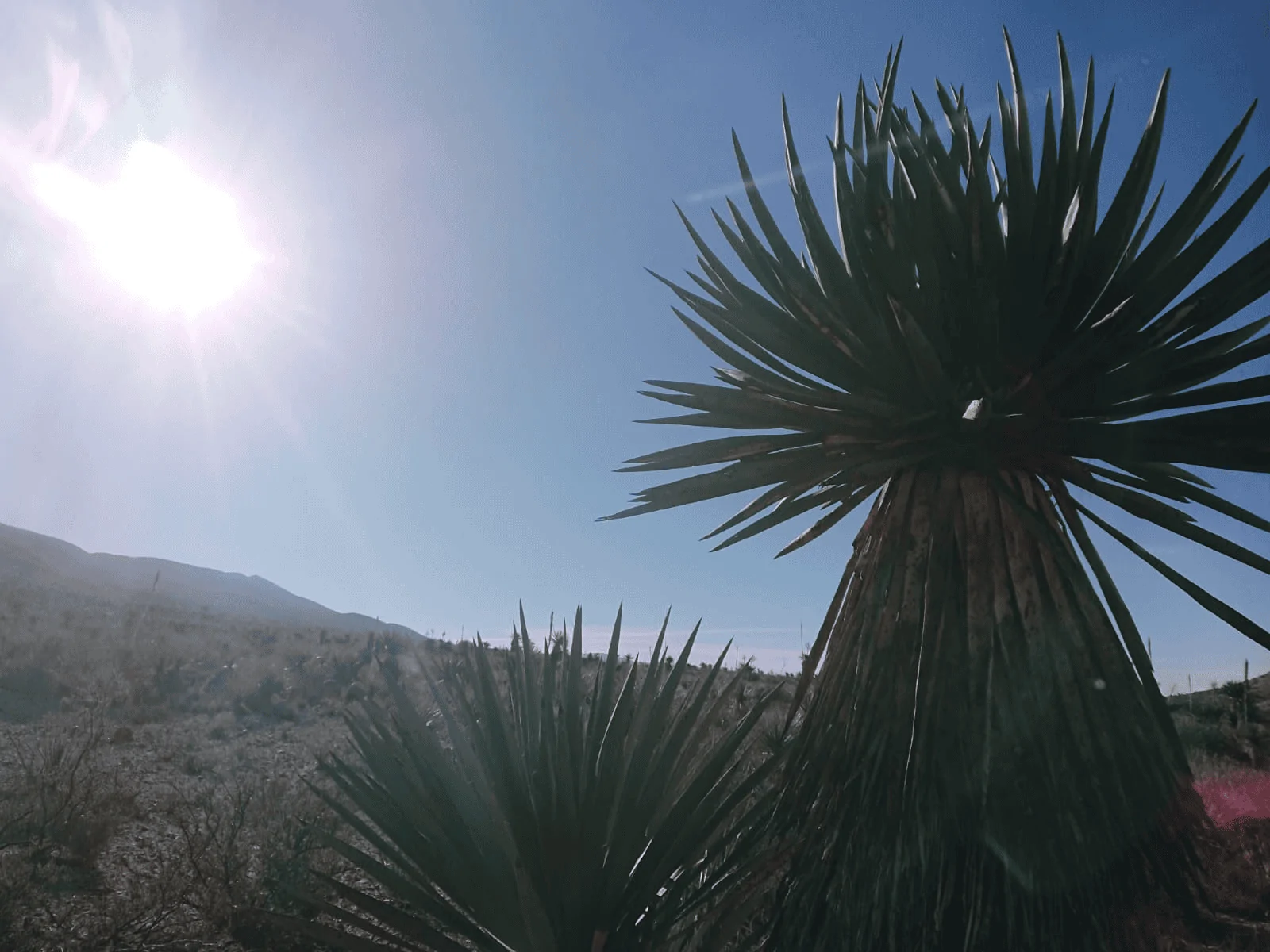 Ford Bronco Big Bend Ranch trip. Slept in the truck 1705604279059