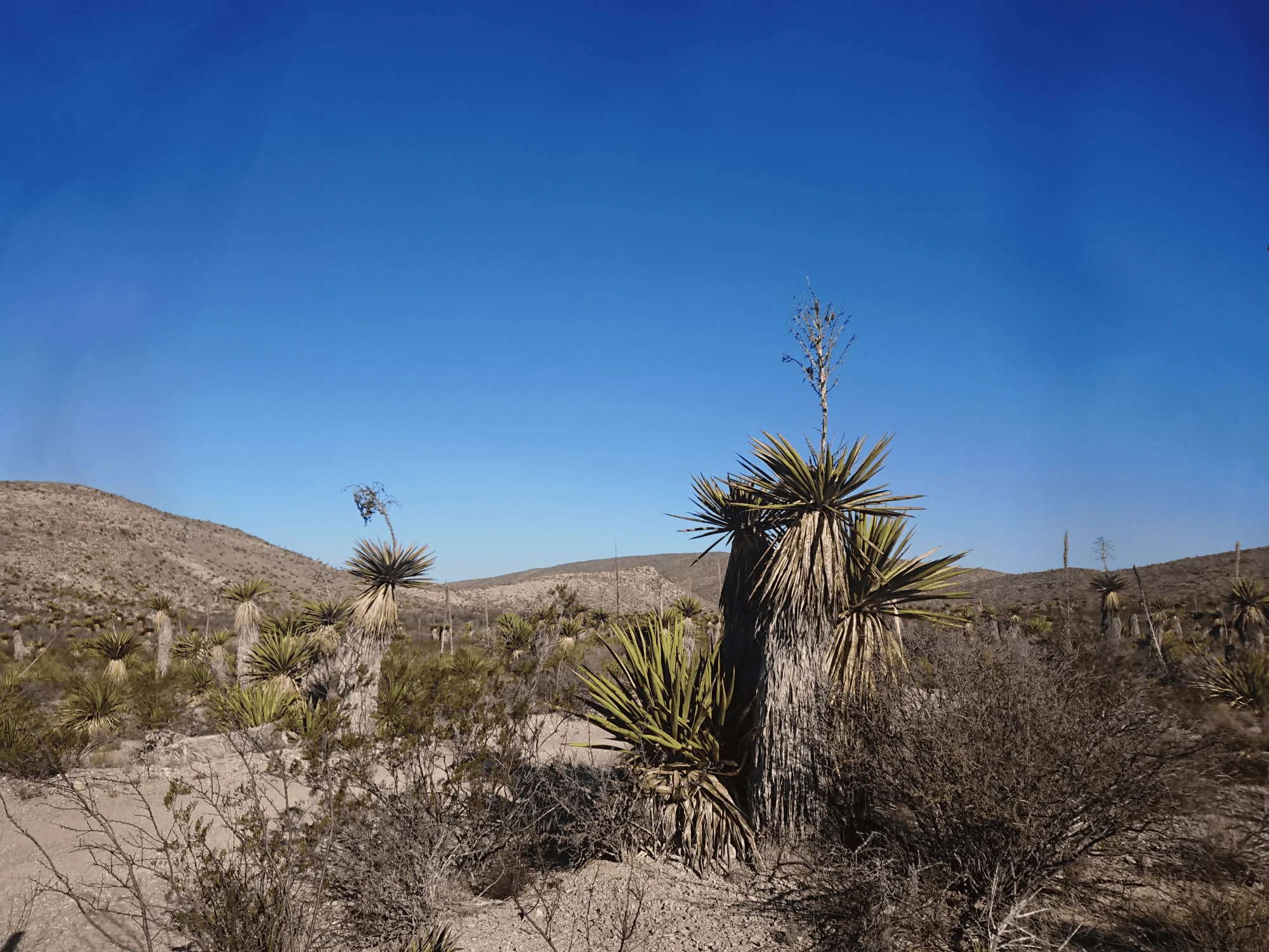 Ford Bronco Big Bend Ranch trip. Slept in the truck 1705604373419