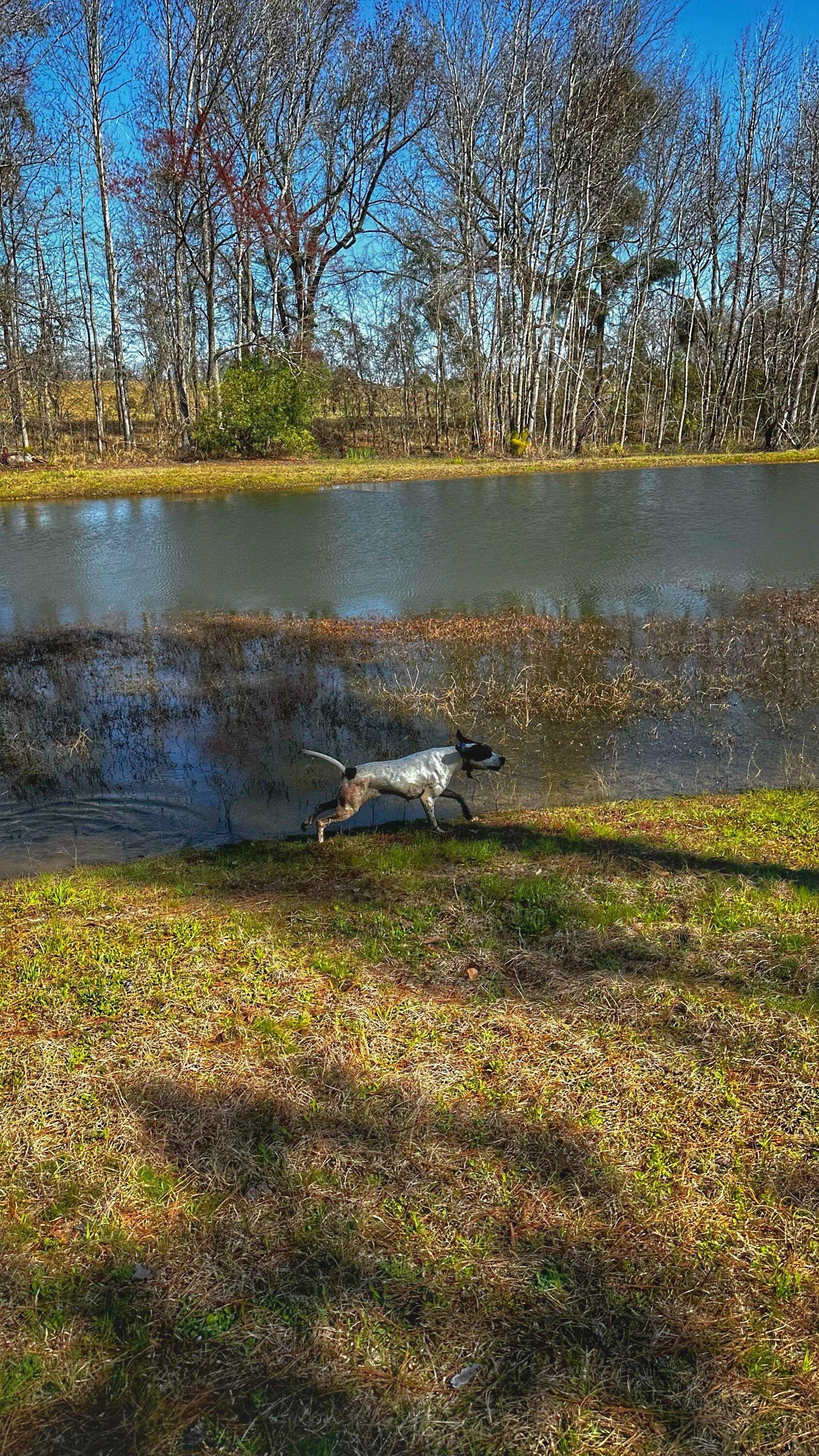 Ford Bronco Quail hunting in GA IMG_5355