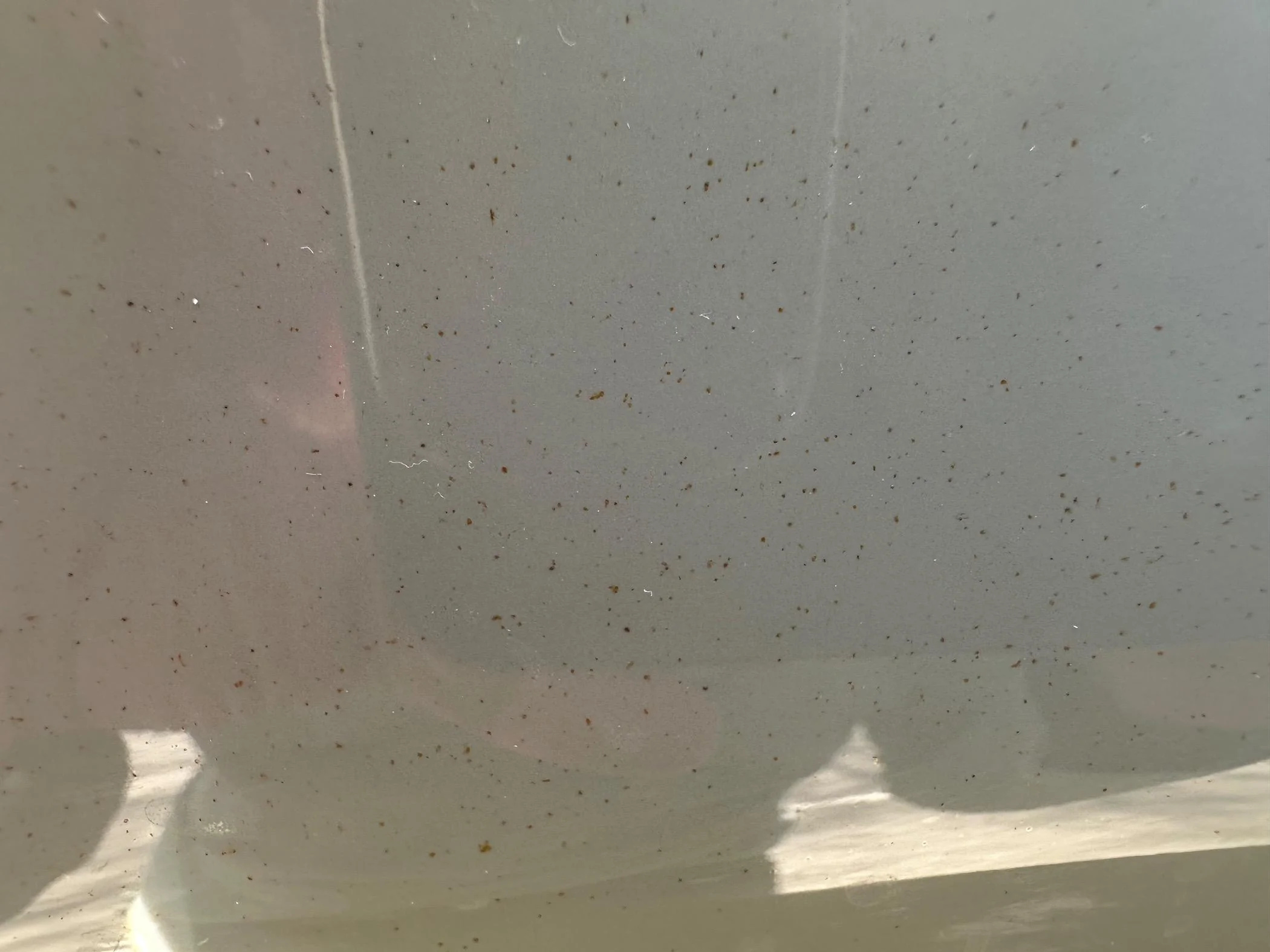 Ford Bronco Side panel rust IMG_6537