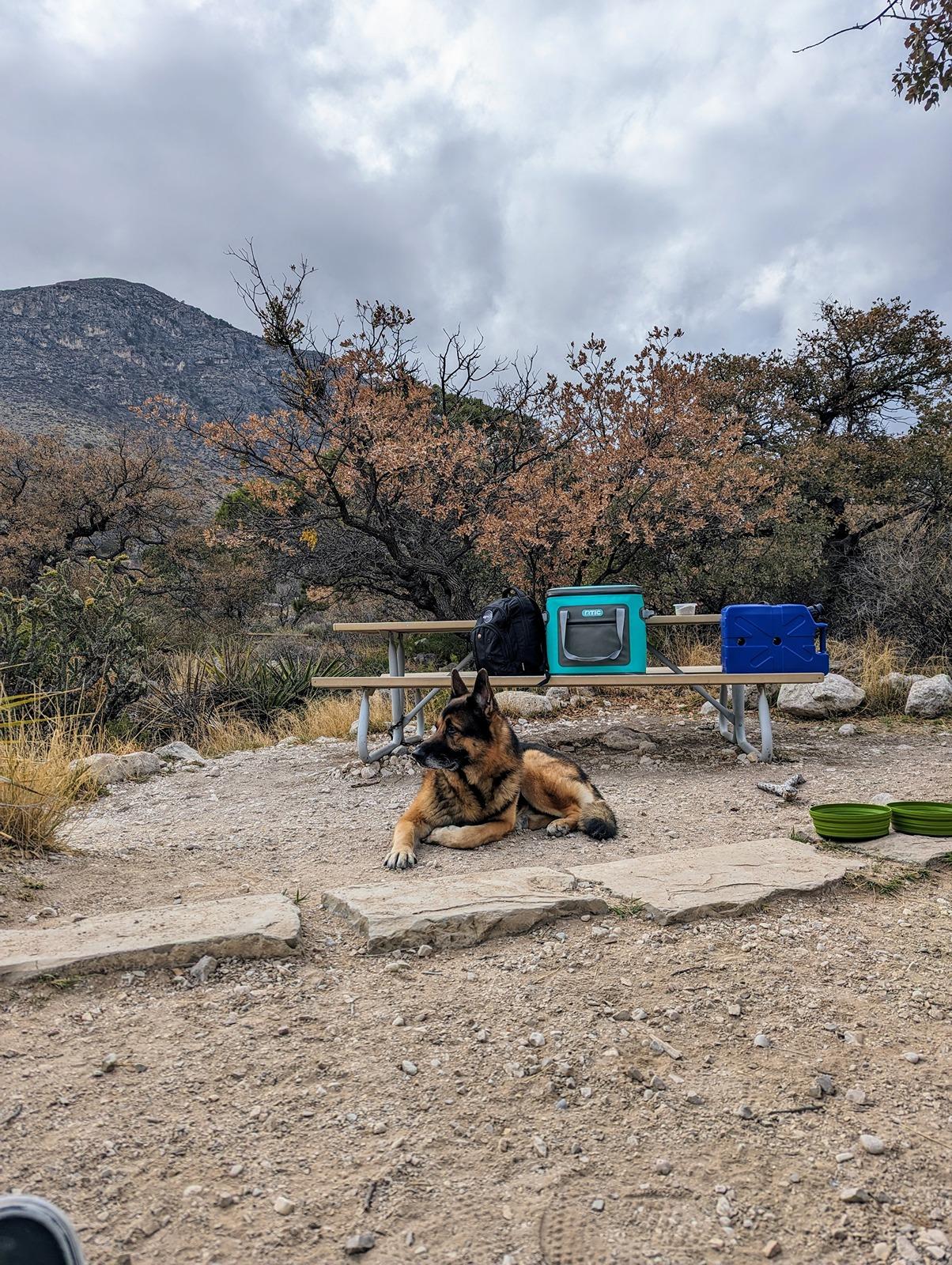 Ford Bronco Epic road trip, but had to say goodbye to my German Shepherd before we made it home Camptsite Hangin