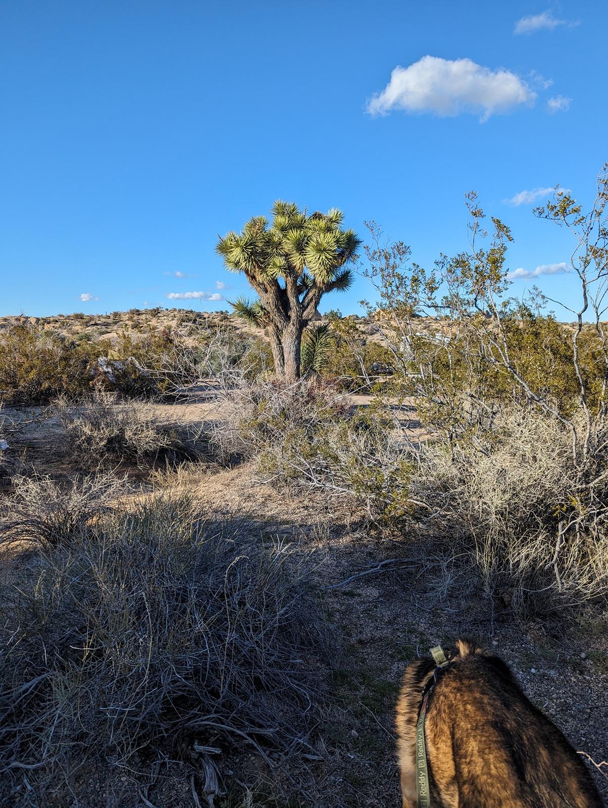 Ford Bronco Epic road trip, but had to say goodbye to my German Shepherd before we made it home Joshua Tree Walk