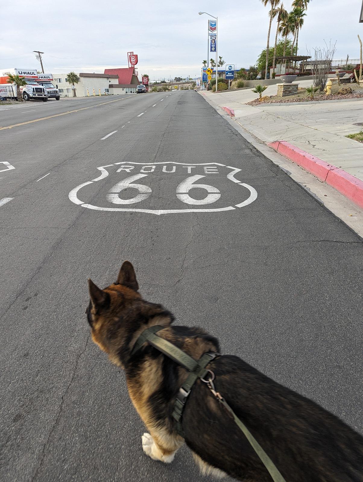 Ford Bronco Epic road trip, but had to say goodbye to my German Shepherd before we made it home Route 66 Needles