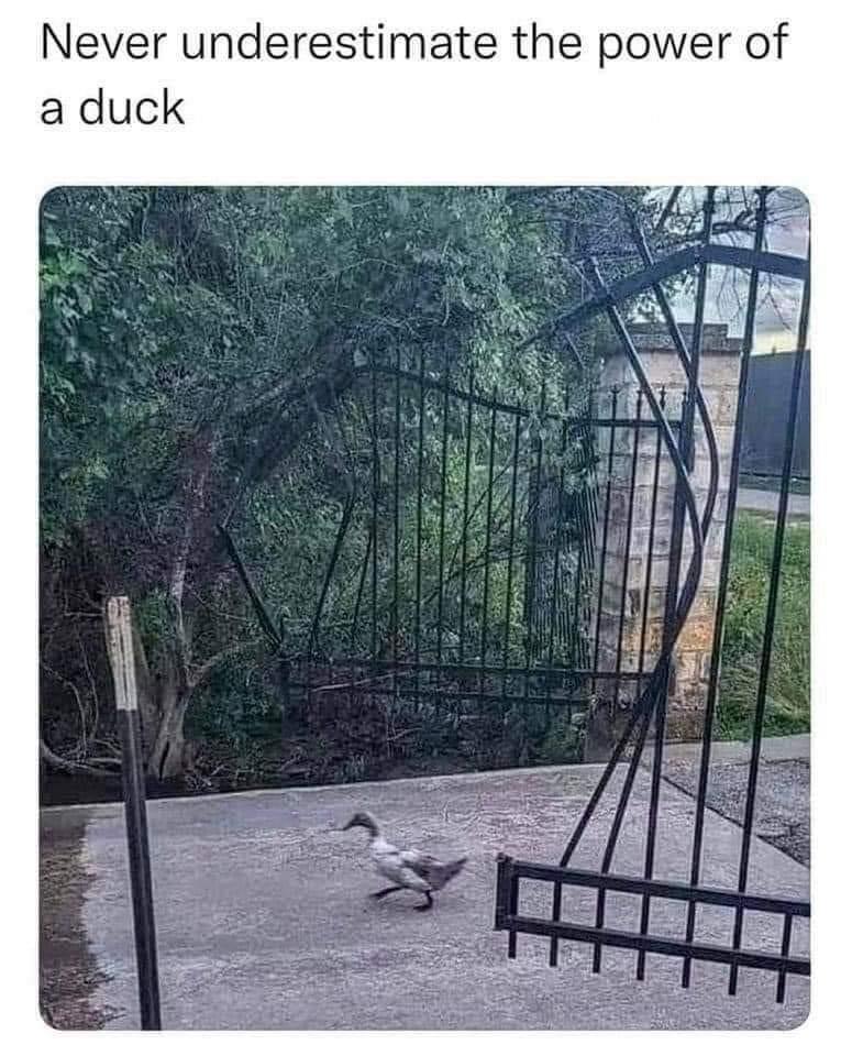 Ford Bronco Enough with the ducks 1000000849