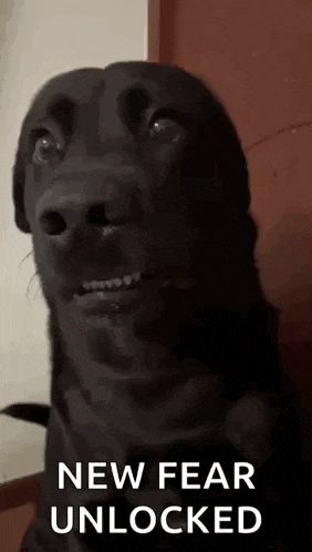 Ford Bronco Getting nervous about 2.7 Engine failures issues tiktok-dog-awkward-do