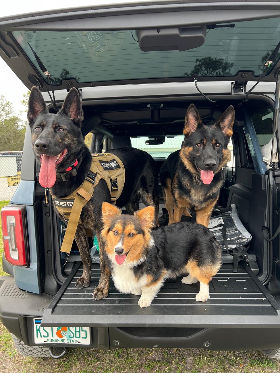 Ford Bronco Decisions Decisions dogs on tailgat