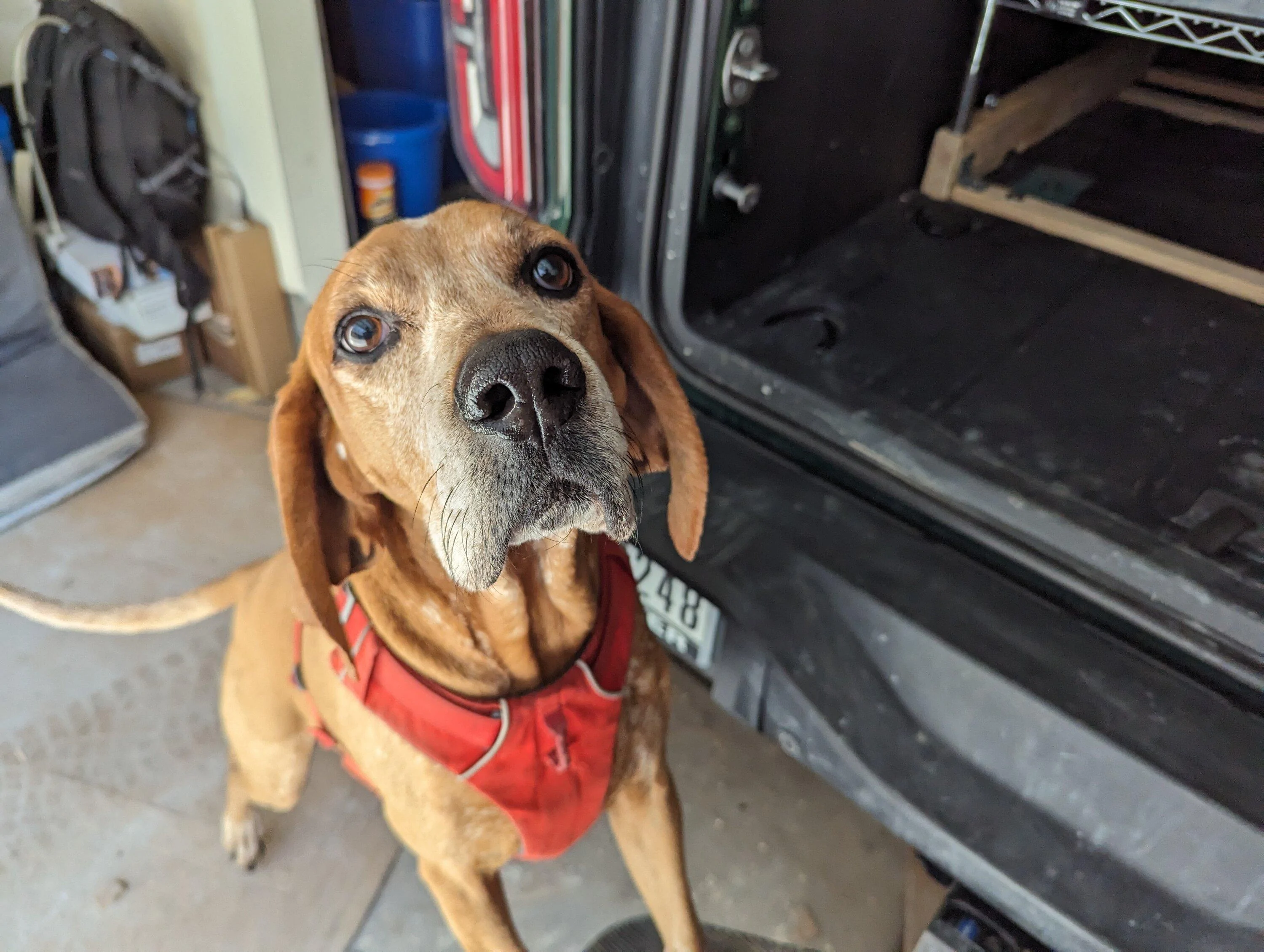 Ford Bronco DIY rear seat delete shelf solution for our dog PXL_20240411_144218494