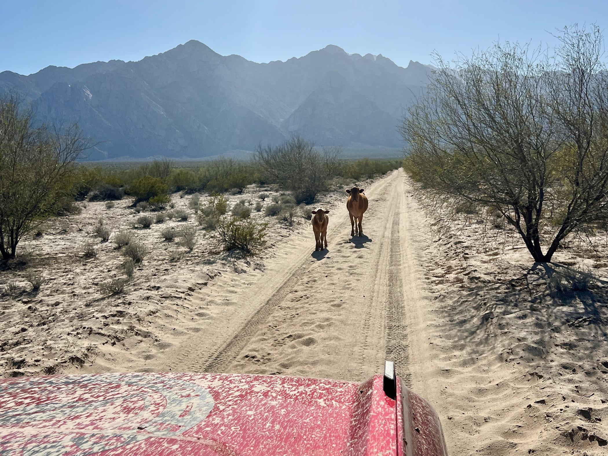 Ford Bronco EXO - Bronco Baja Sur - April 2024 - Trip Report & Photos IMG_6732