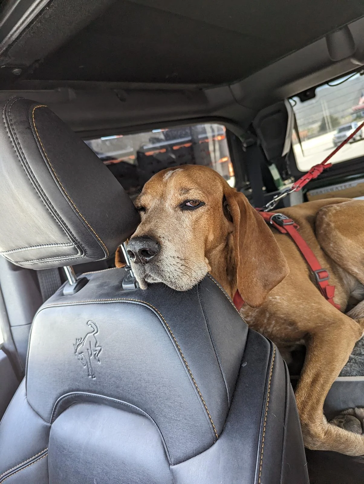 Ford Bronco DIY rear seat delete shelf solution for our dog PXL_20240422_221337045