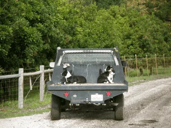 Ford Bronco Dogs in the Bronco 1606315983333