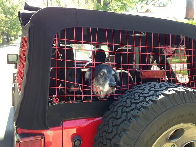 Ford Bronco Dogs in the Bronco 26635354464_2224bb3894_z