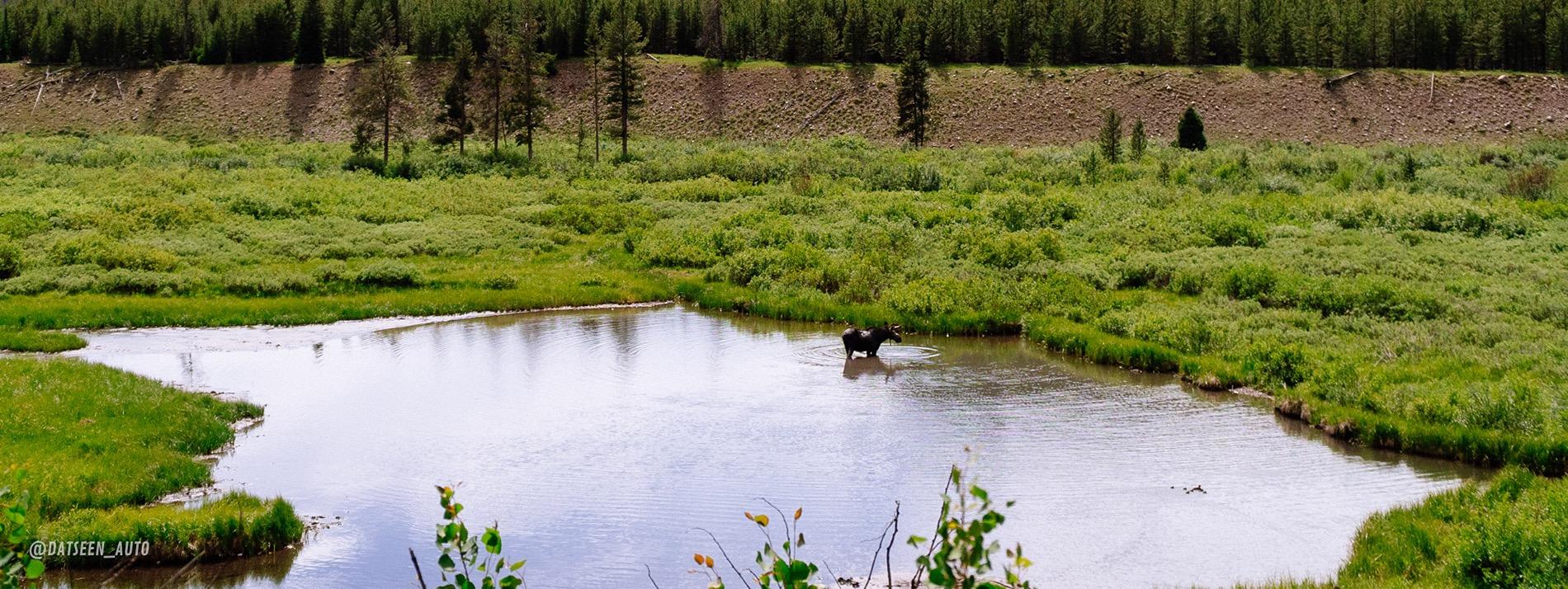 Ford Bronco Red Bandit rescues dog in Tetons and visits Yellowstone. 50k Mile Special Episode. DSC08863