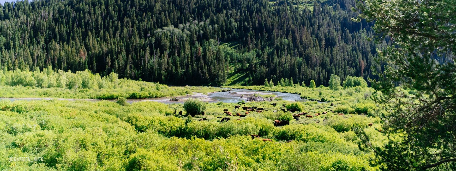 Ford Bronco Red Bandit rescues dog in Tetons and visits Yellowstone. 50k Mile Special Episode. DSC08881