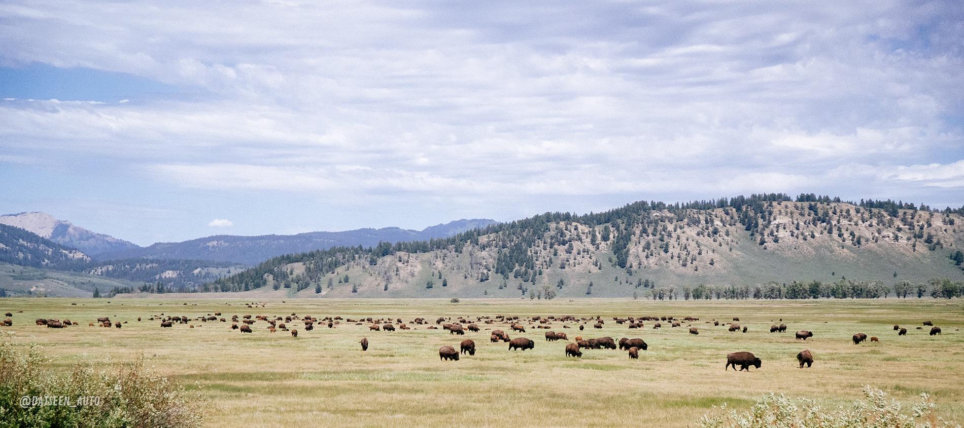 Ford Bronco Red Bandit rescues dog in Tetons and visits Yellowstone. 50k Mile Special Episode. DSC09204