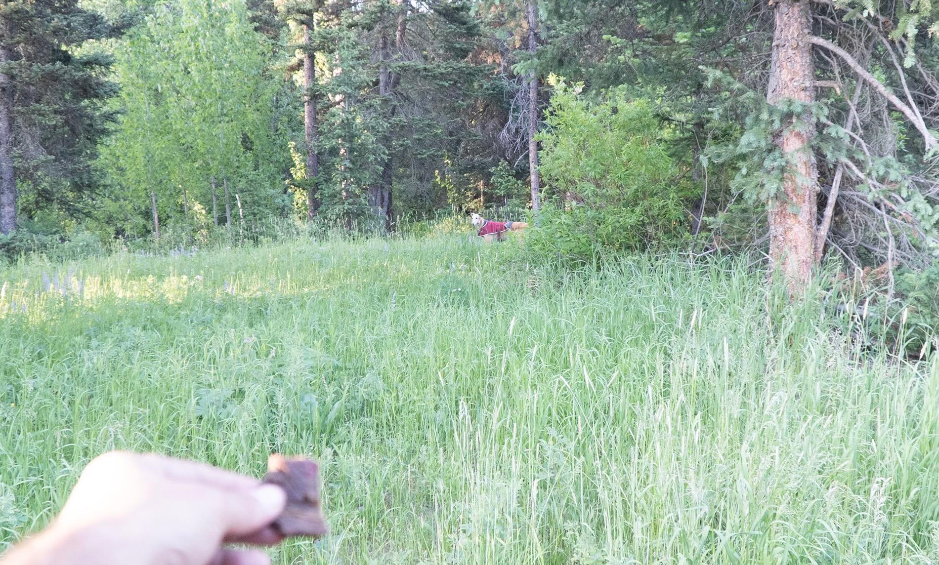 Ford Bronco Red Bandit rescues dog in Tetons and visits Yellowstone. 50k Mile Special Episode. Screenshot 2024-06-29 at 9.40.23 PM