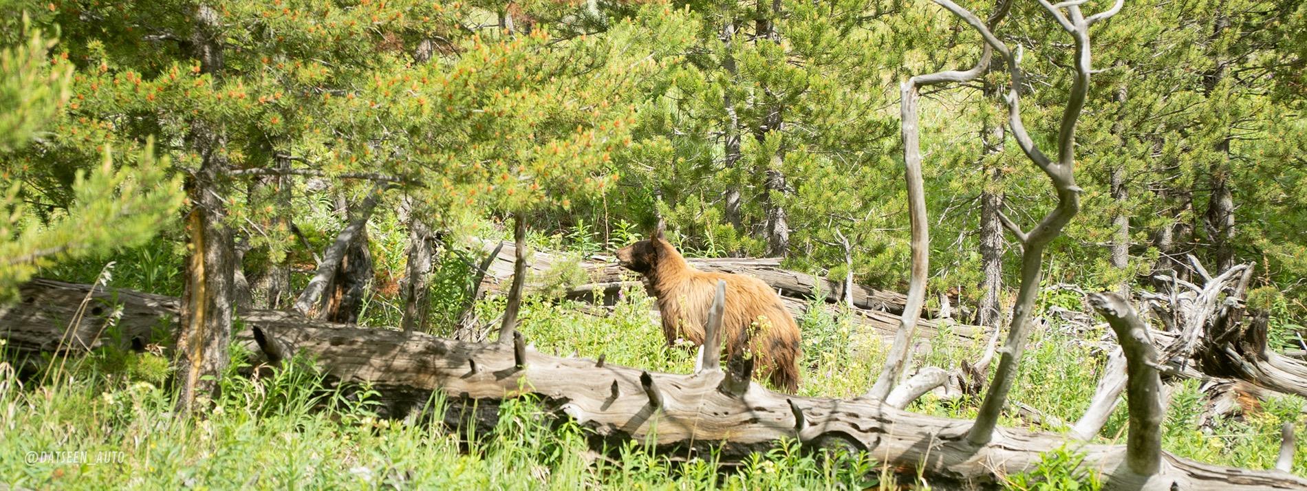 Ford Bronco Red Bandit rescues dog in Tetons and visits Yellowstone. 50k Mile Special Episode. DSC09846