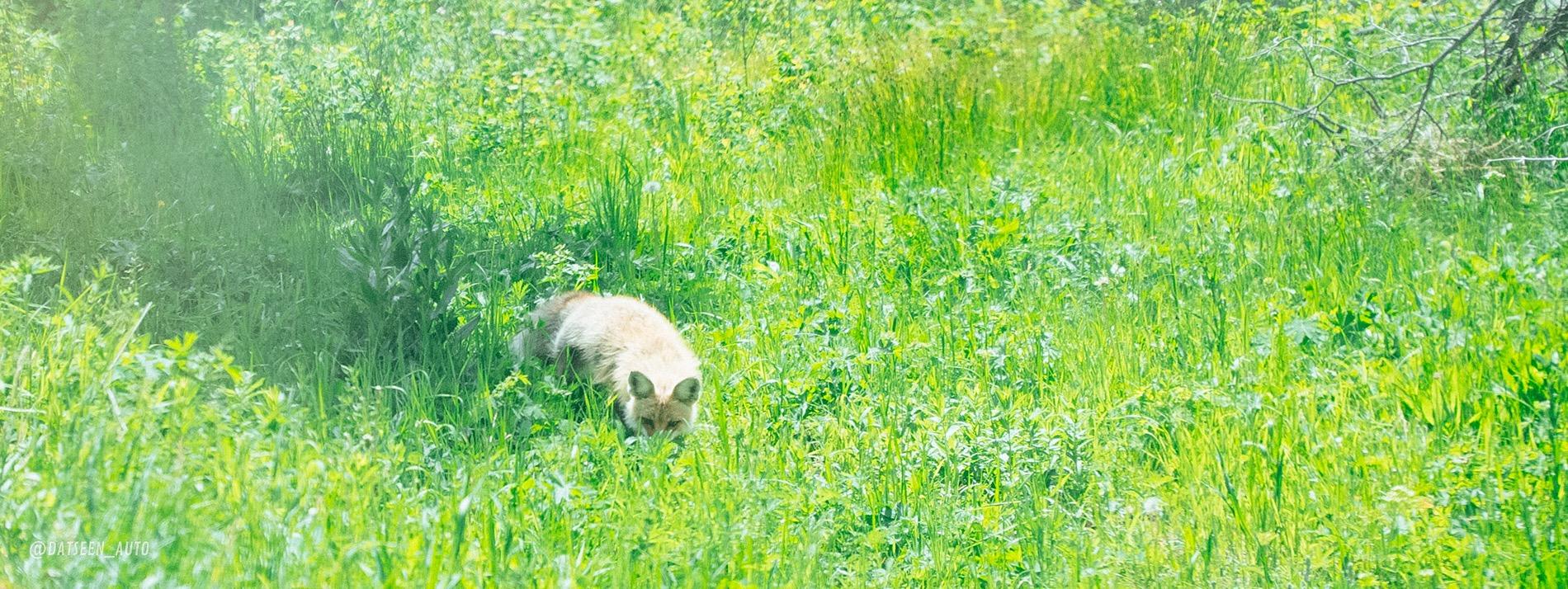 Ford Bronco Red Bandit rescues dog in Tetons and visits Yellowstone. 50k Mile Special Episode. DSC09931