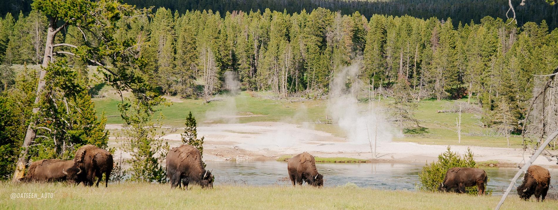 Ford Bronco Red Bandit rescues dog in Tetons and visits Yellowstone. 50k Mile Special Episode. DSC00002