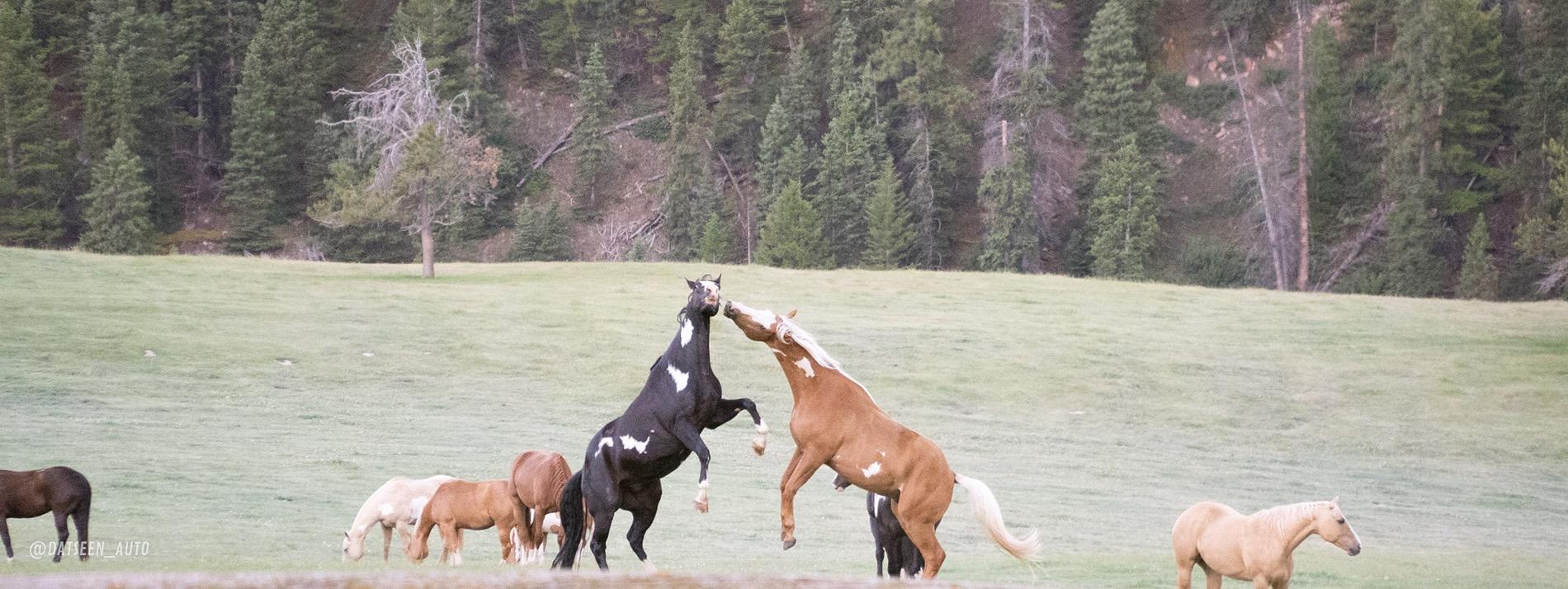 Ford Bronco Red Bandit rescues dog in Tetons and visits Yellowstone. 50k Mile Special Episode. DSC00182