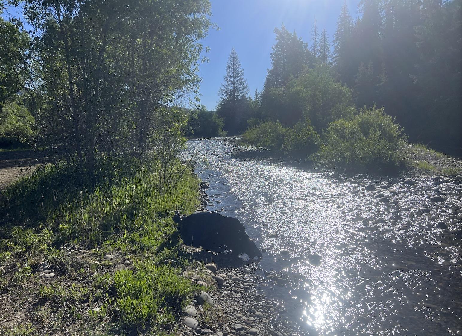 Ford Bronco Red Bandit rescues dog in Tetons and visits Yellowstone. 50k Mile Special Episode. Screenshot 2024-07-06 at 9.27.51 PM