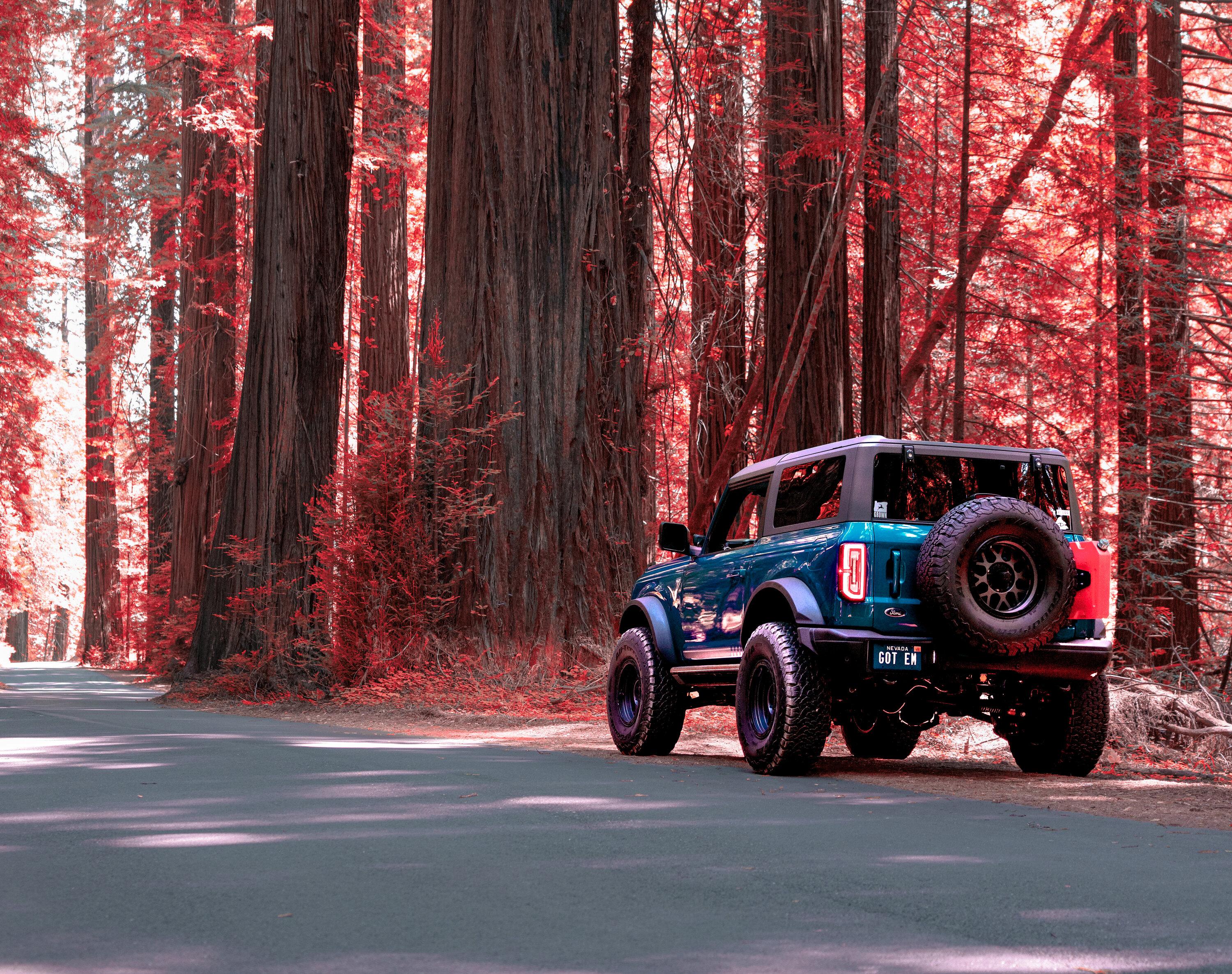 Ford Bronco Avenue of the Giants (Redwoods) - Humboldt County DSC07706.JPG