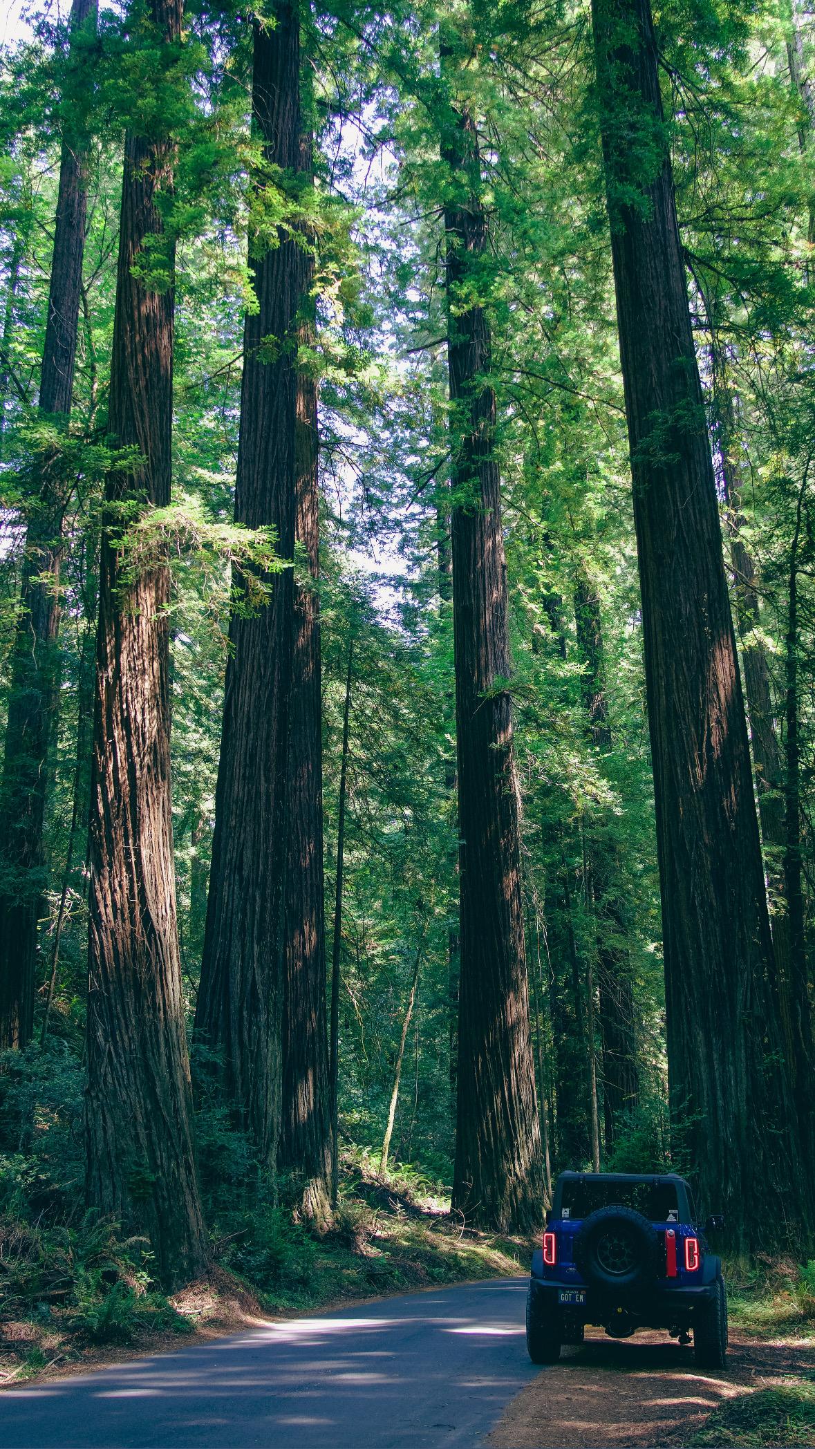 Ford Bronco Avenue of the Giants (Redwoods) - Humboldt County 46DE48CD-212D-4980-8CC7-20EFE0F6E518.JPG