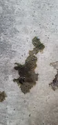 Ford Bronco 2024 Wildtrak leaking green fluid. 20240806-200510