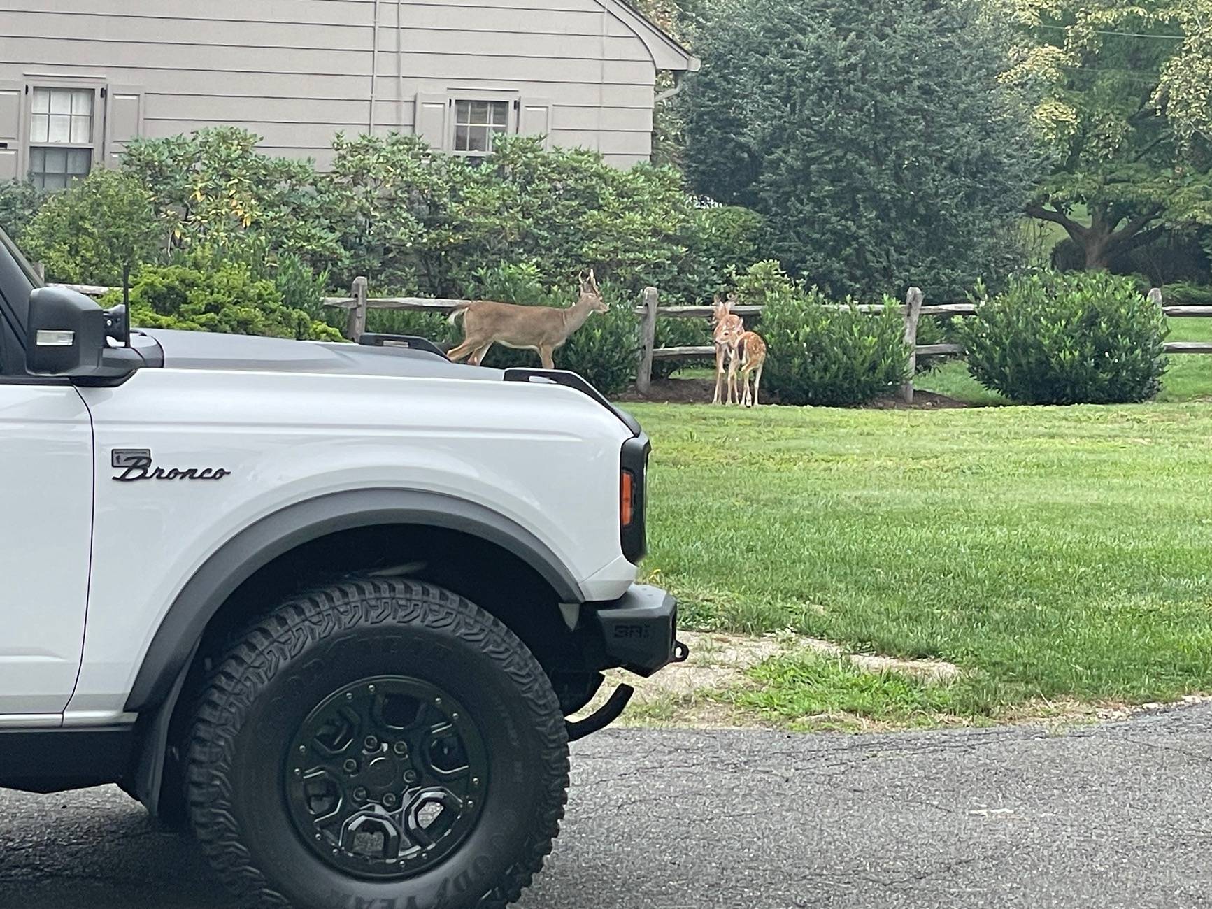 Ford Bronco 5 Wildtrack Rims & Spacers - NJ - New Jersey For sale IMG_7628